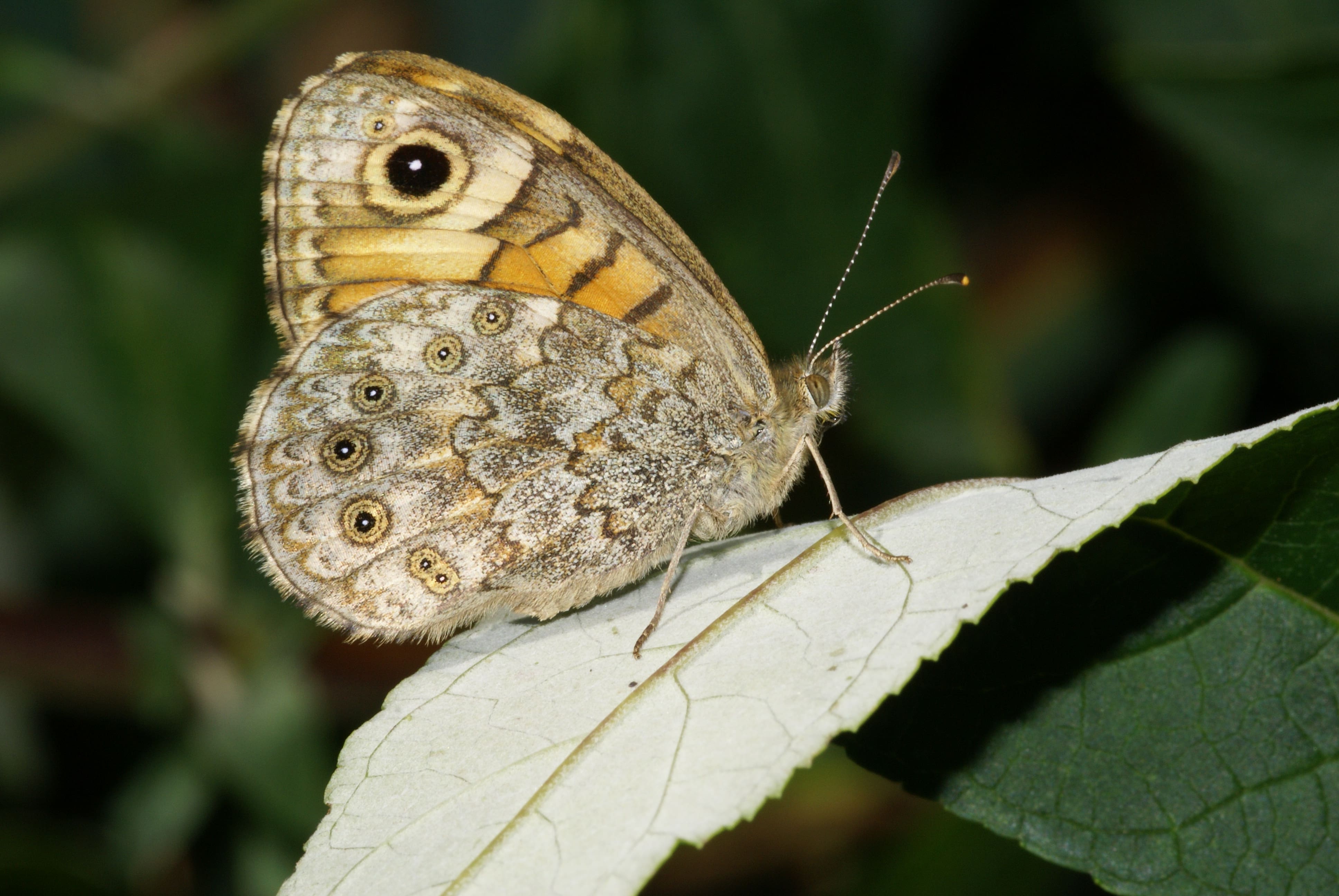 Henk Bosma, 1 augustus 2007