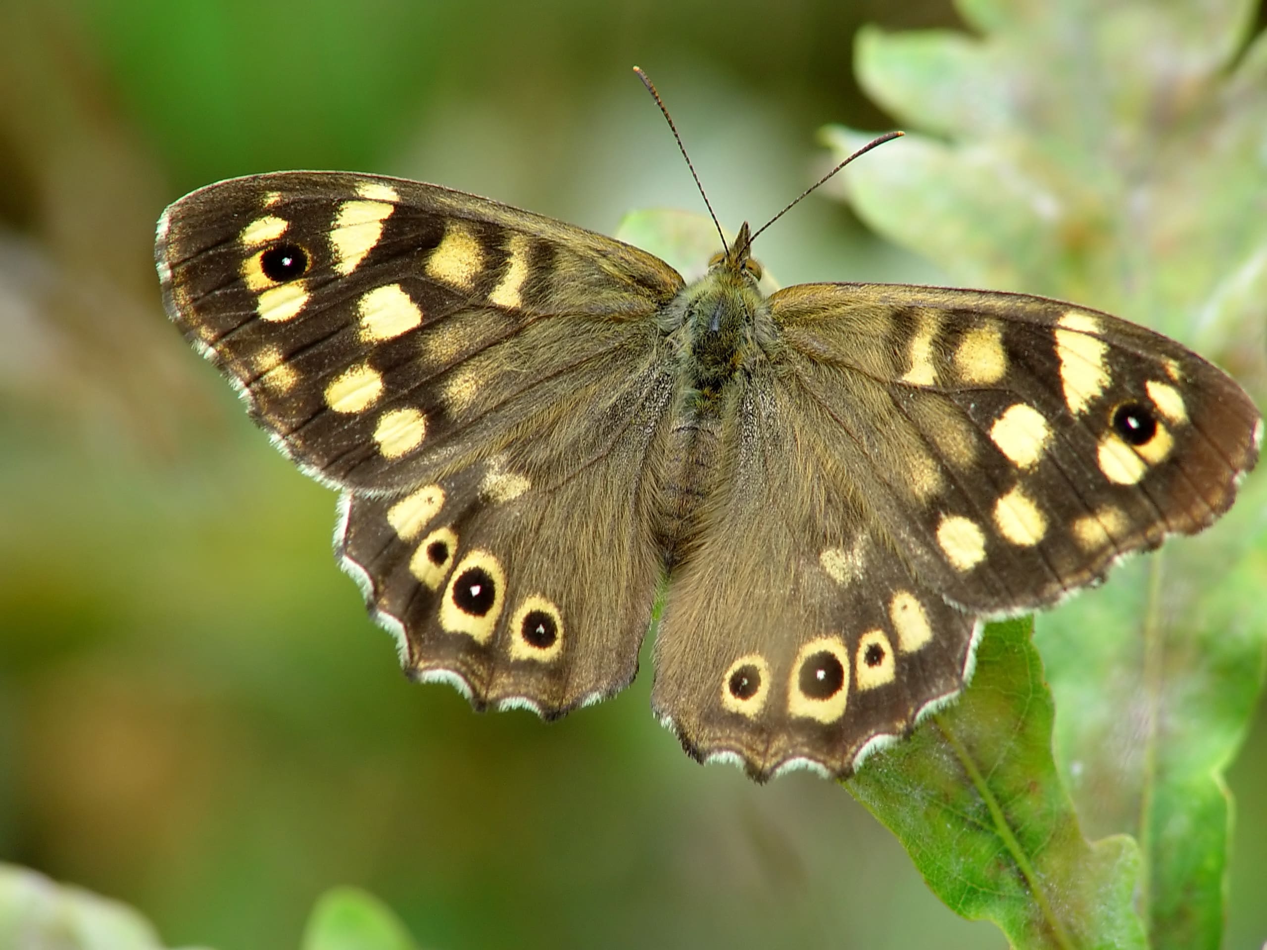 Henk Bosma, 18 juli 2005