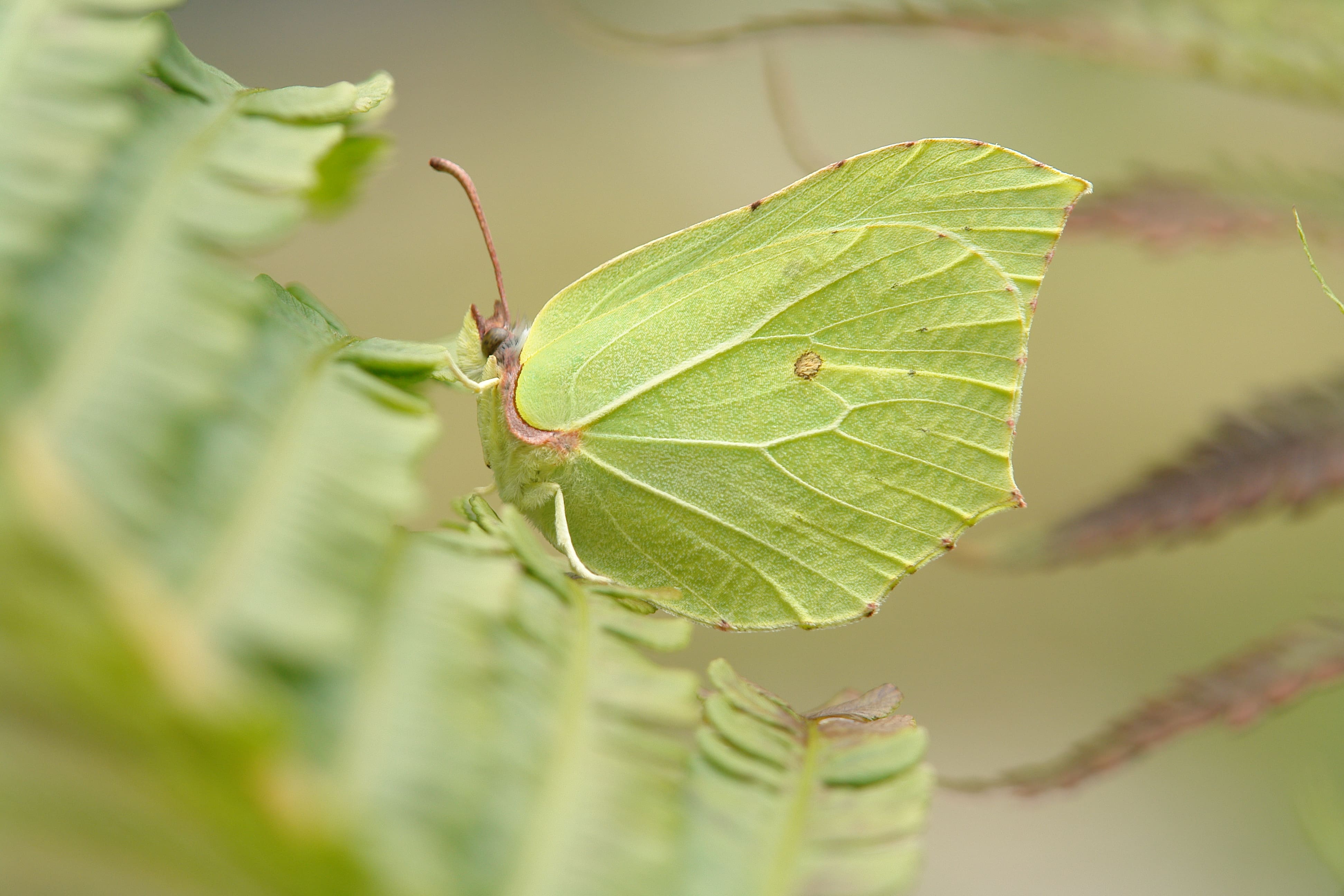 Henk Bosma, 11 juli 2006