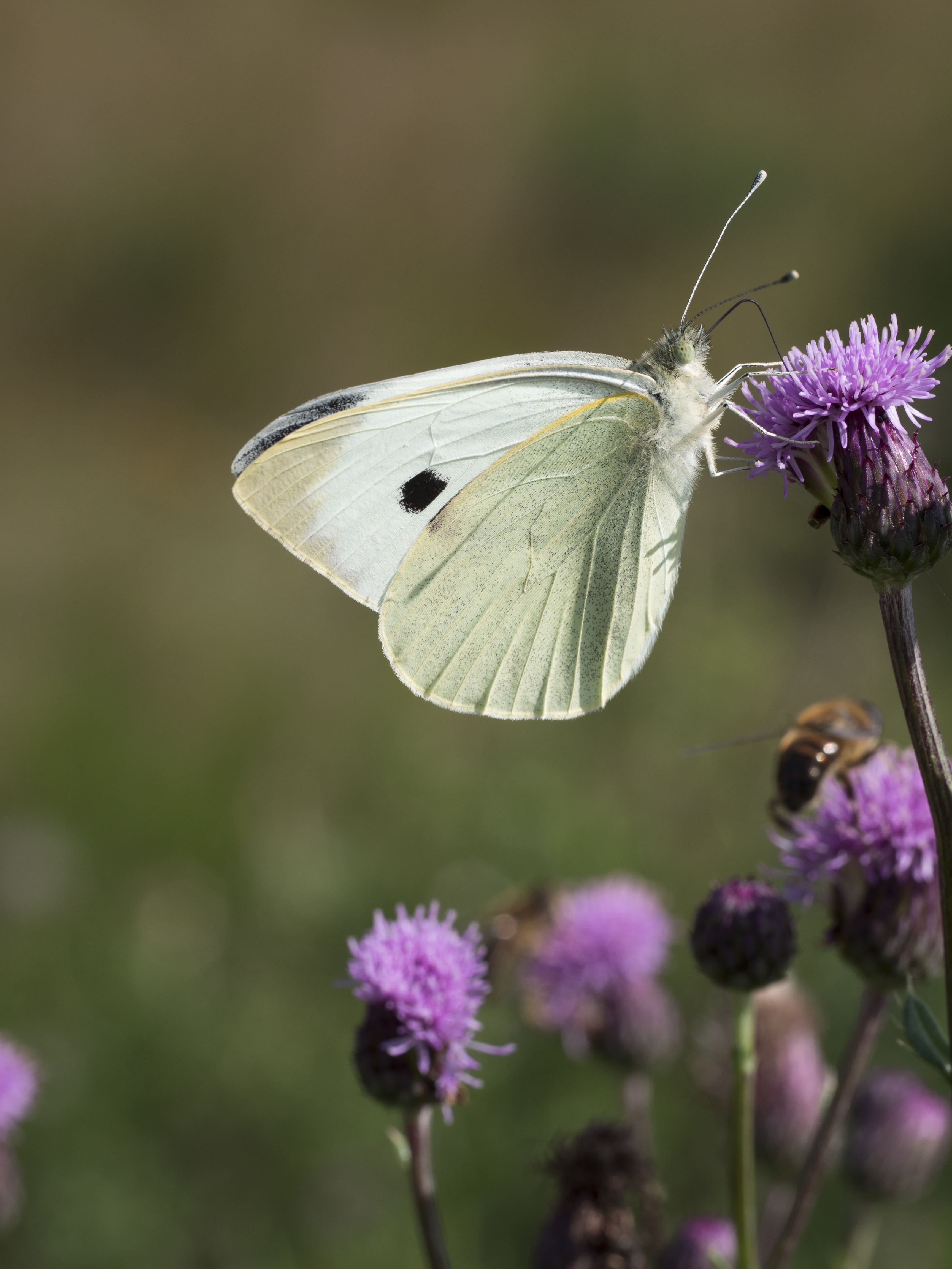 Henk Bosma, 21 augustus 2014