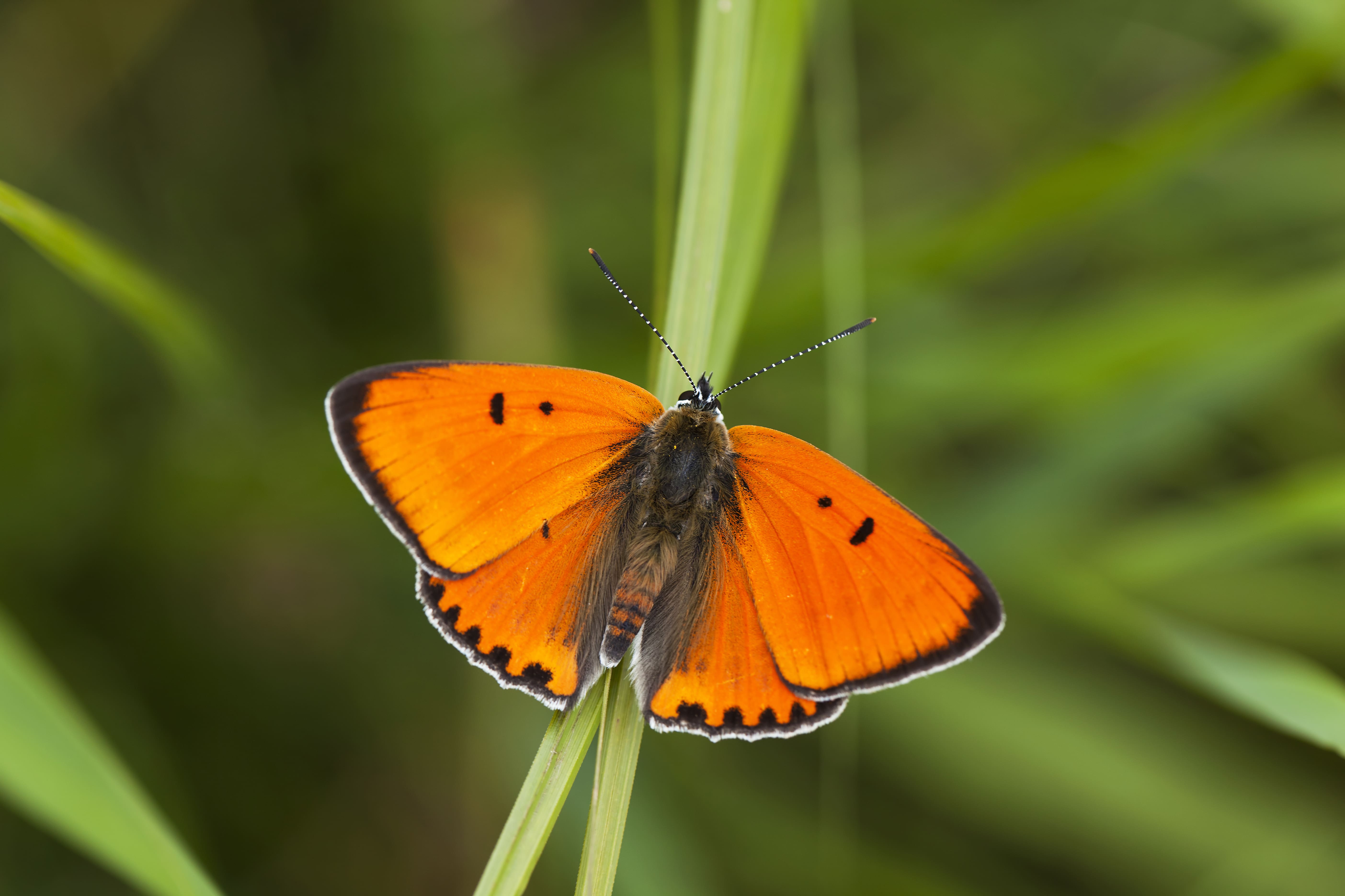 Henk Bosma, 4 juli 2011