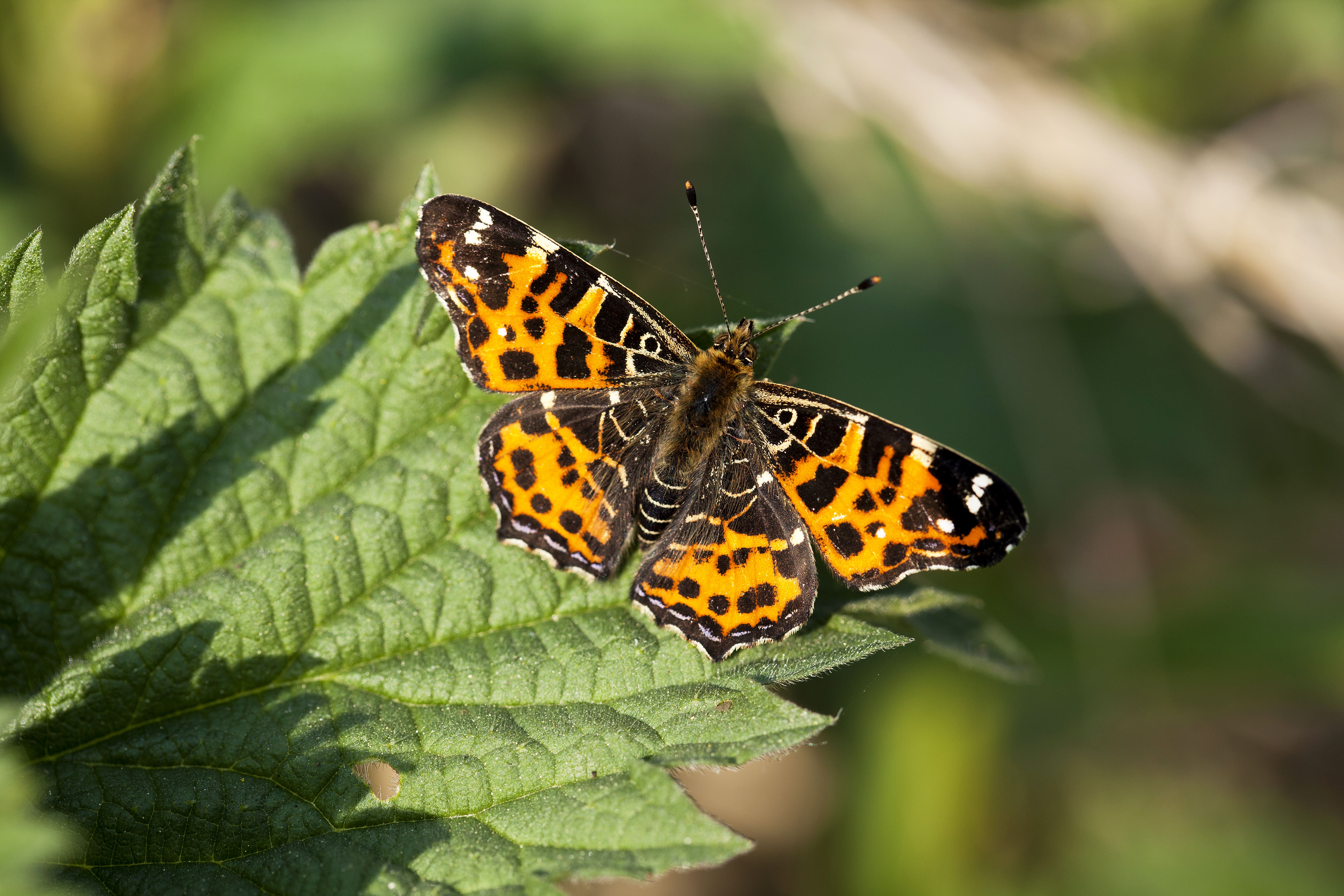 Henk Bosma, 21 april 2011