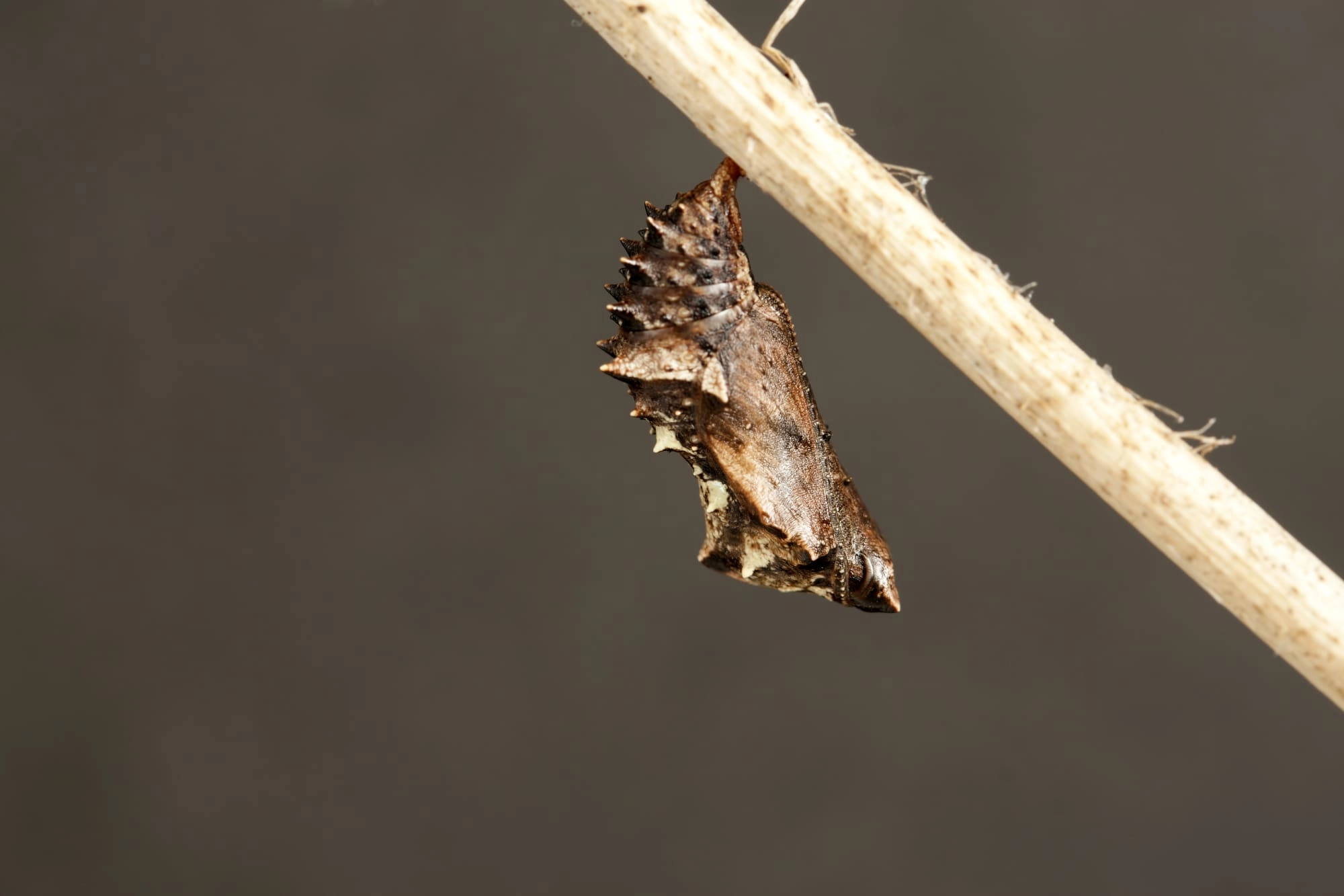 Fotograaf: Henk Bosma, 23 augustus 2010