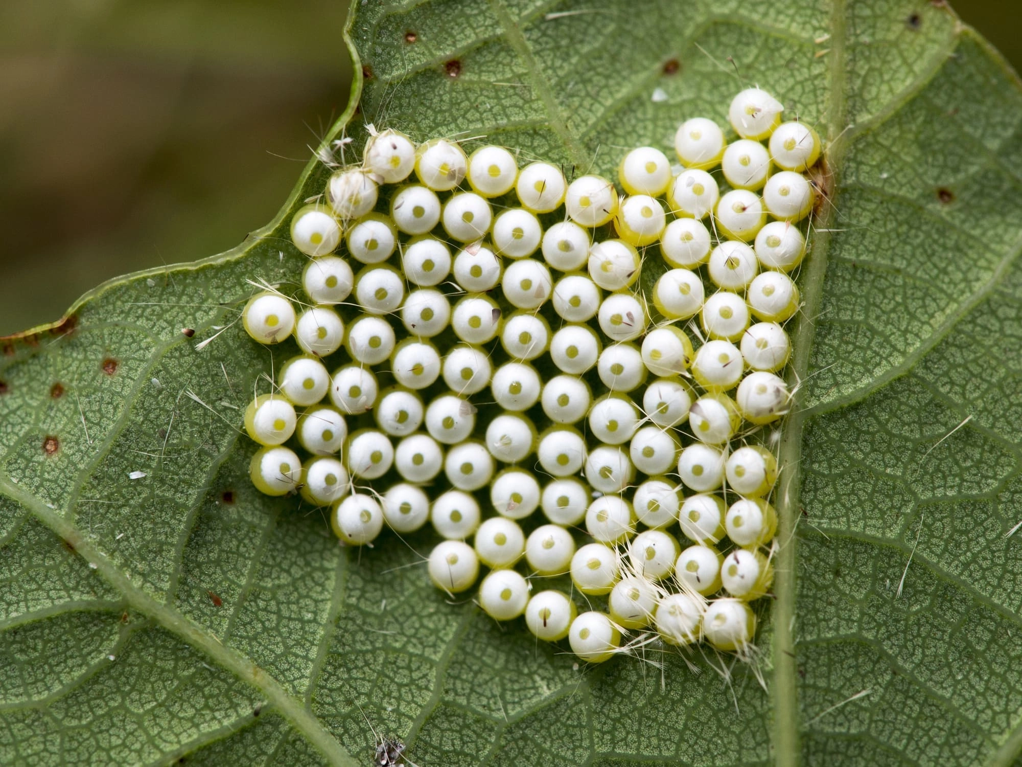 Fotograaf: Marian Schut, ei-afzettend vrouwtje
