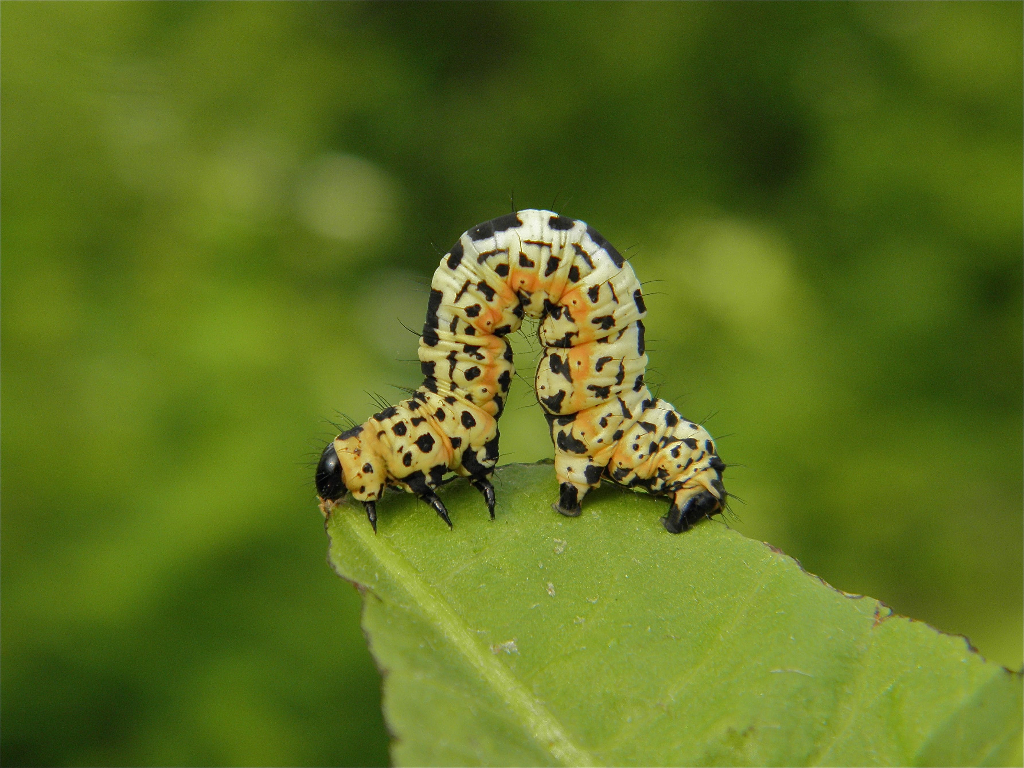 Edo Goverse., Breezand, 18 mei 2013