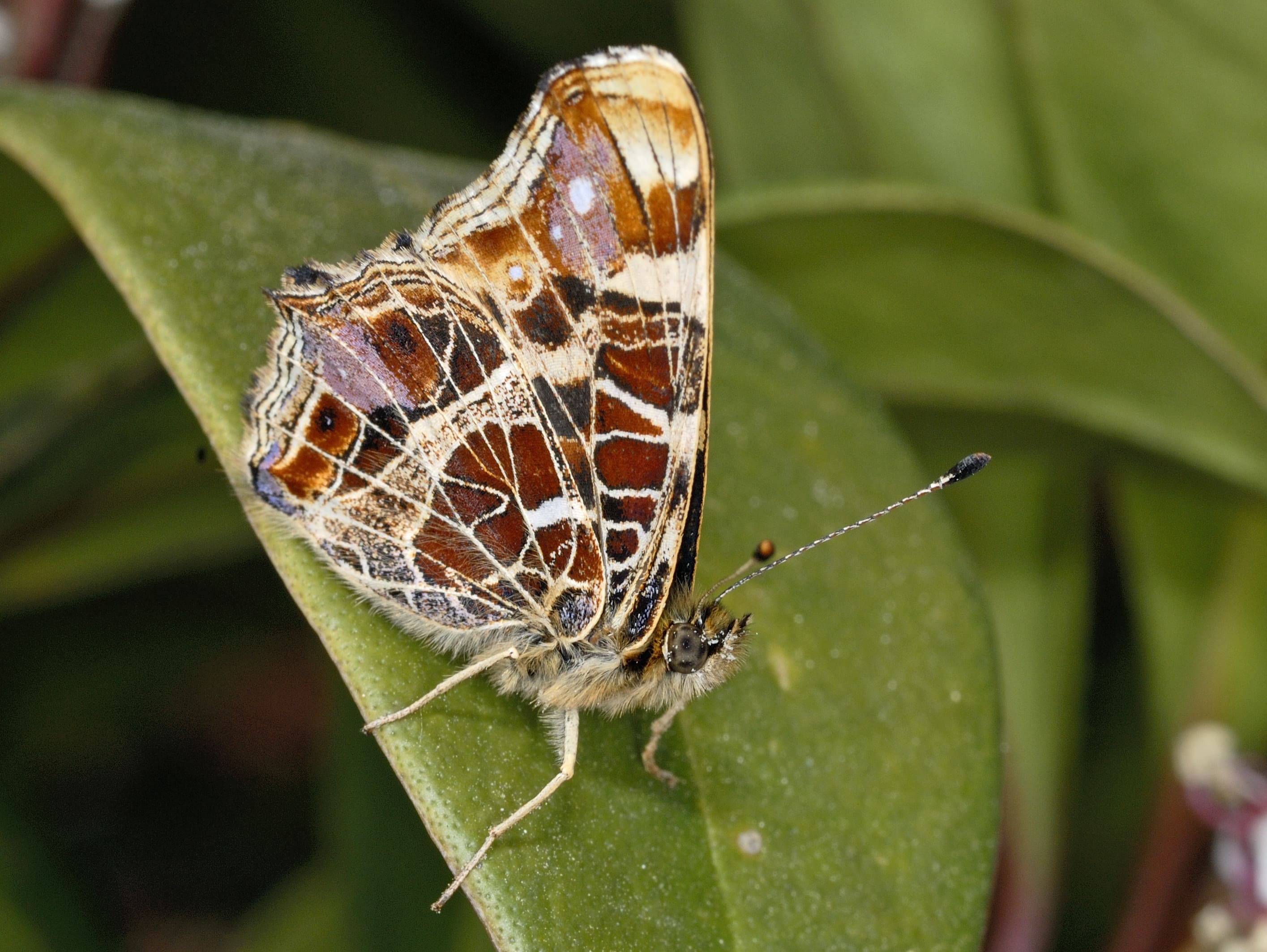 Ab H.  Baas, Hardenberg, 1 juli 2006