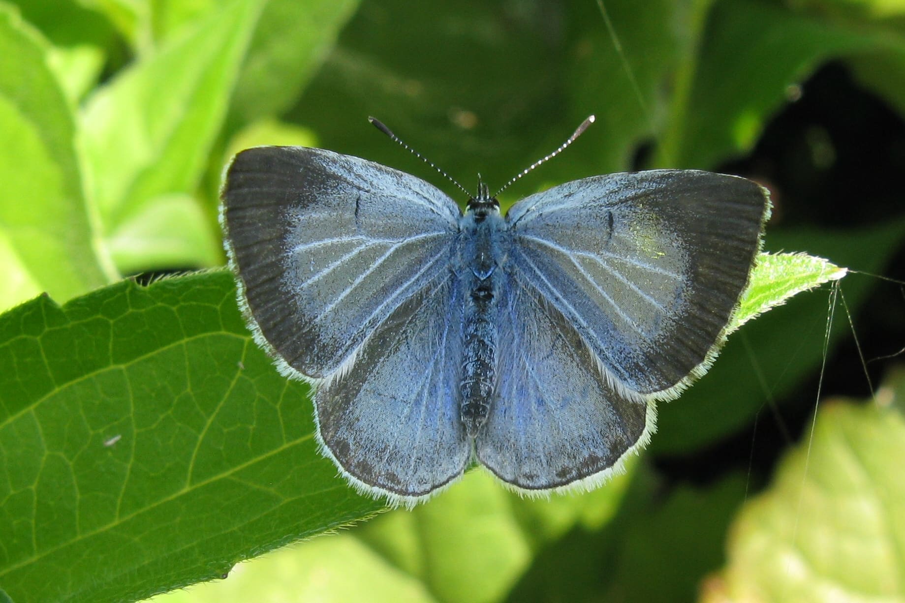 Theo van der Kemp, Silvolde, 6 juli 2009