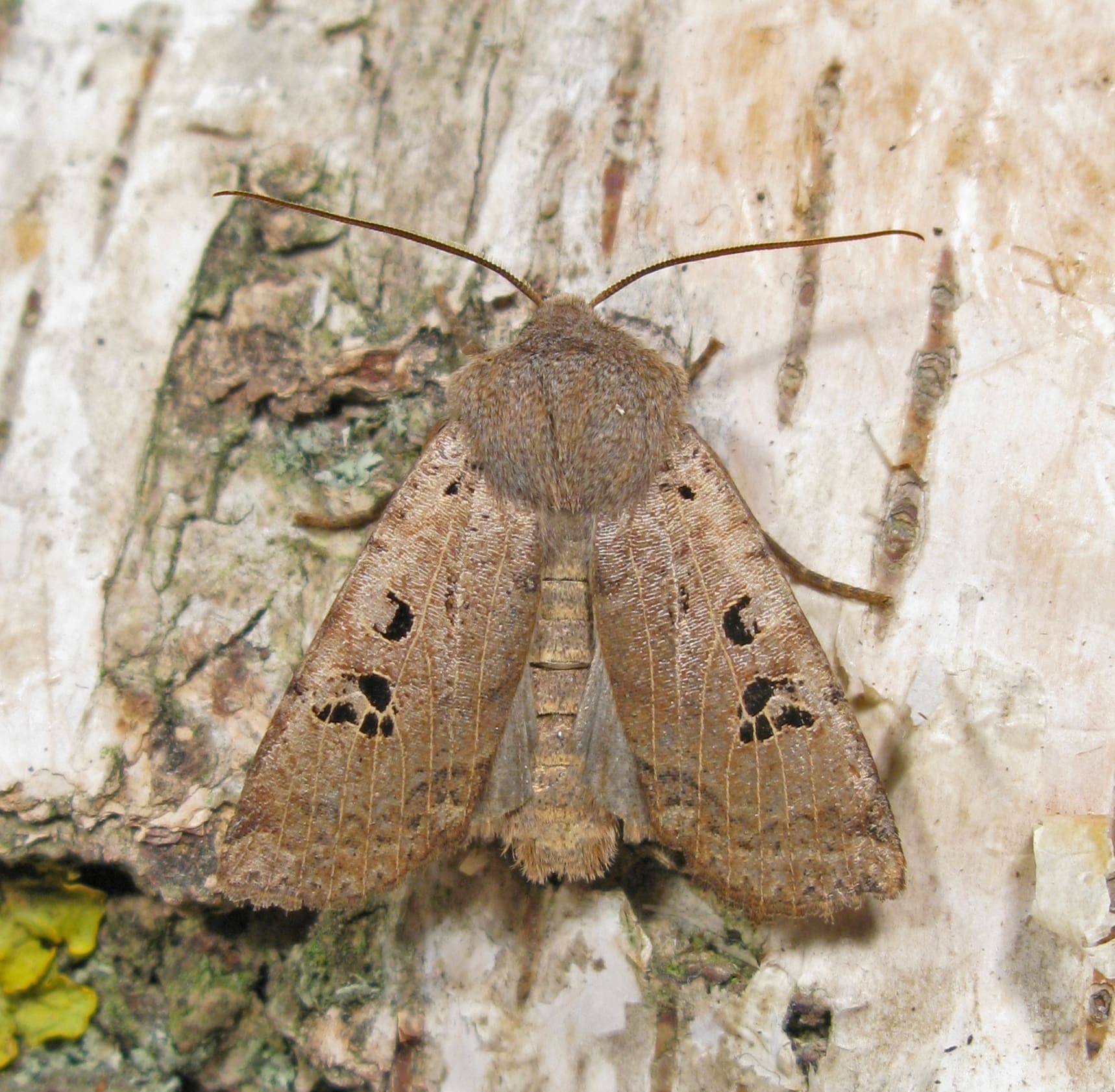 Marian Schut, Apeldoorn, 22 januari 2010