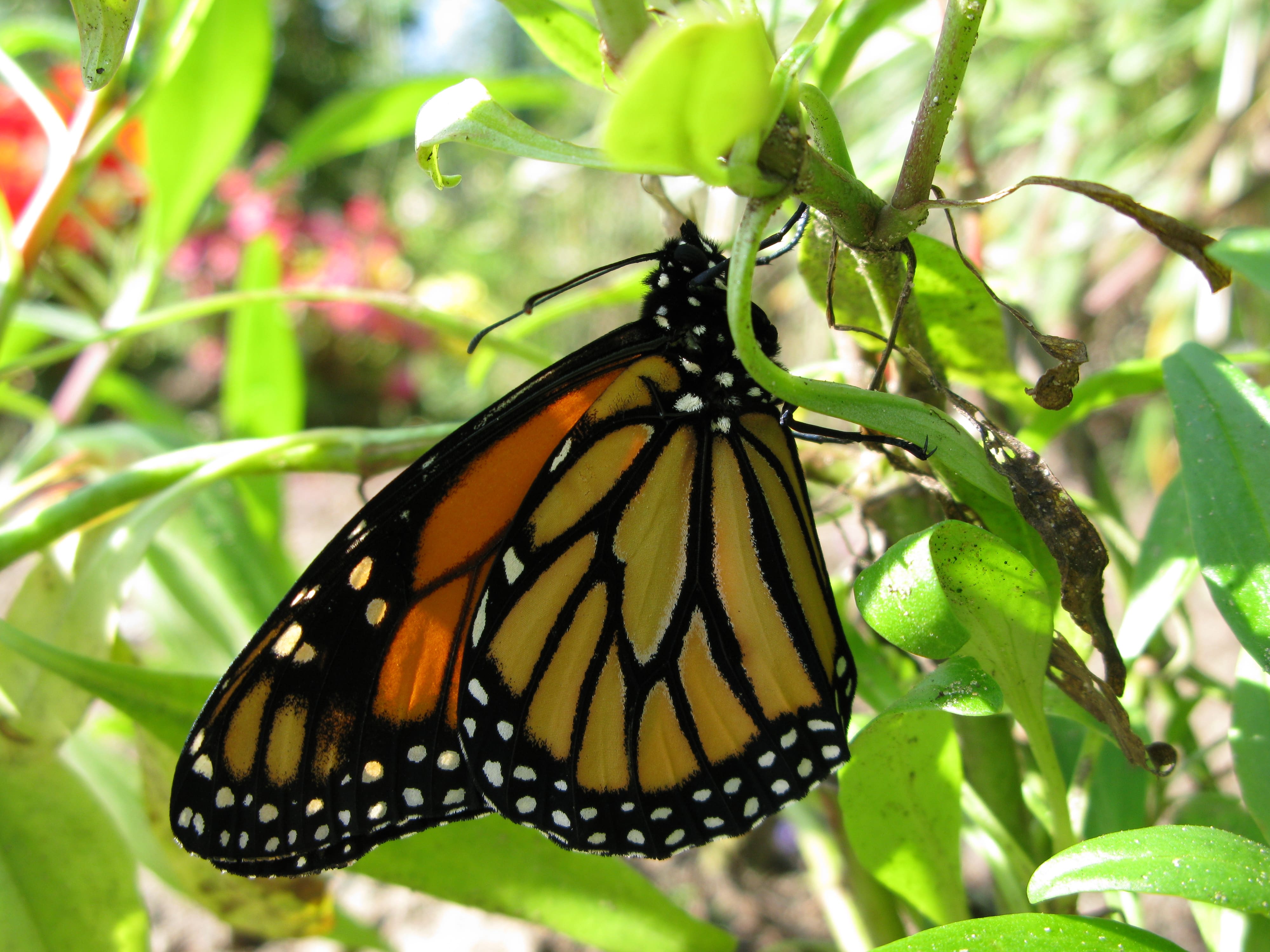Marian Schut, vlindertuin, Harskamp, 25 september 2008