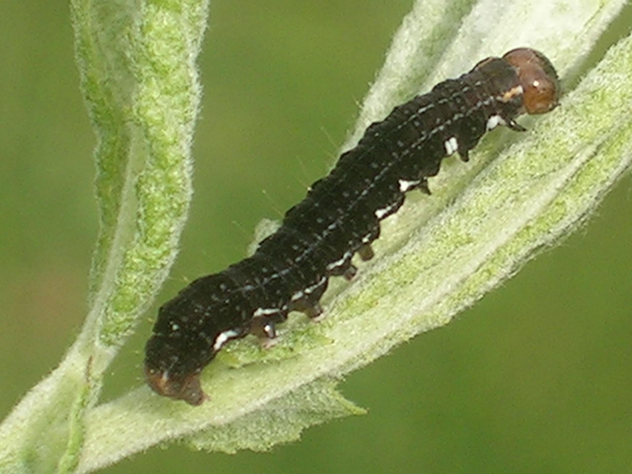 Bob van de Dijk, Paterswolde, 1 juni 2010