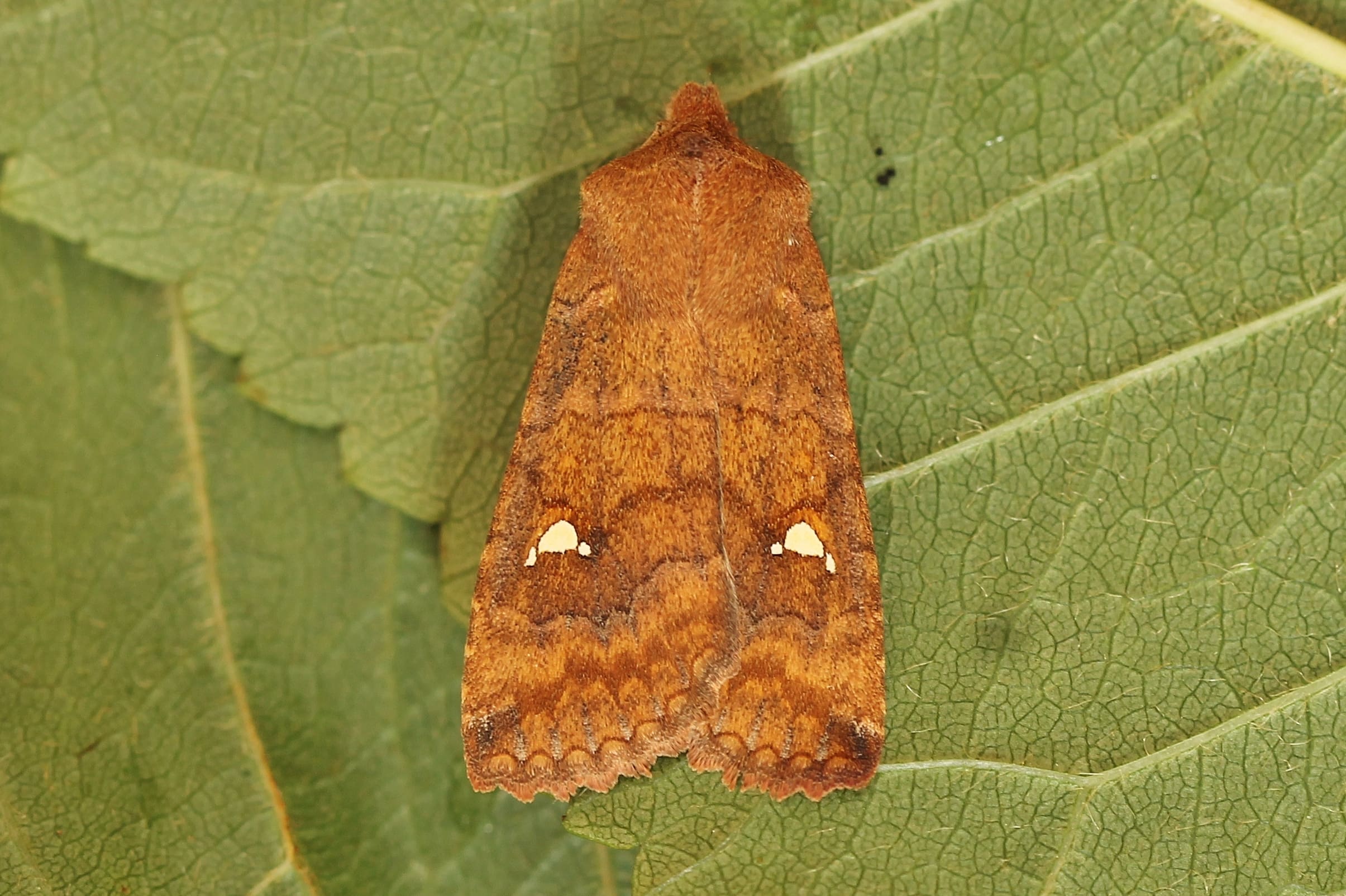 Huig Bouter, Stolwijk, 26 oktober 2013