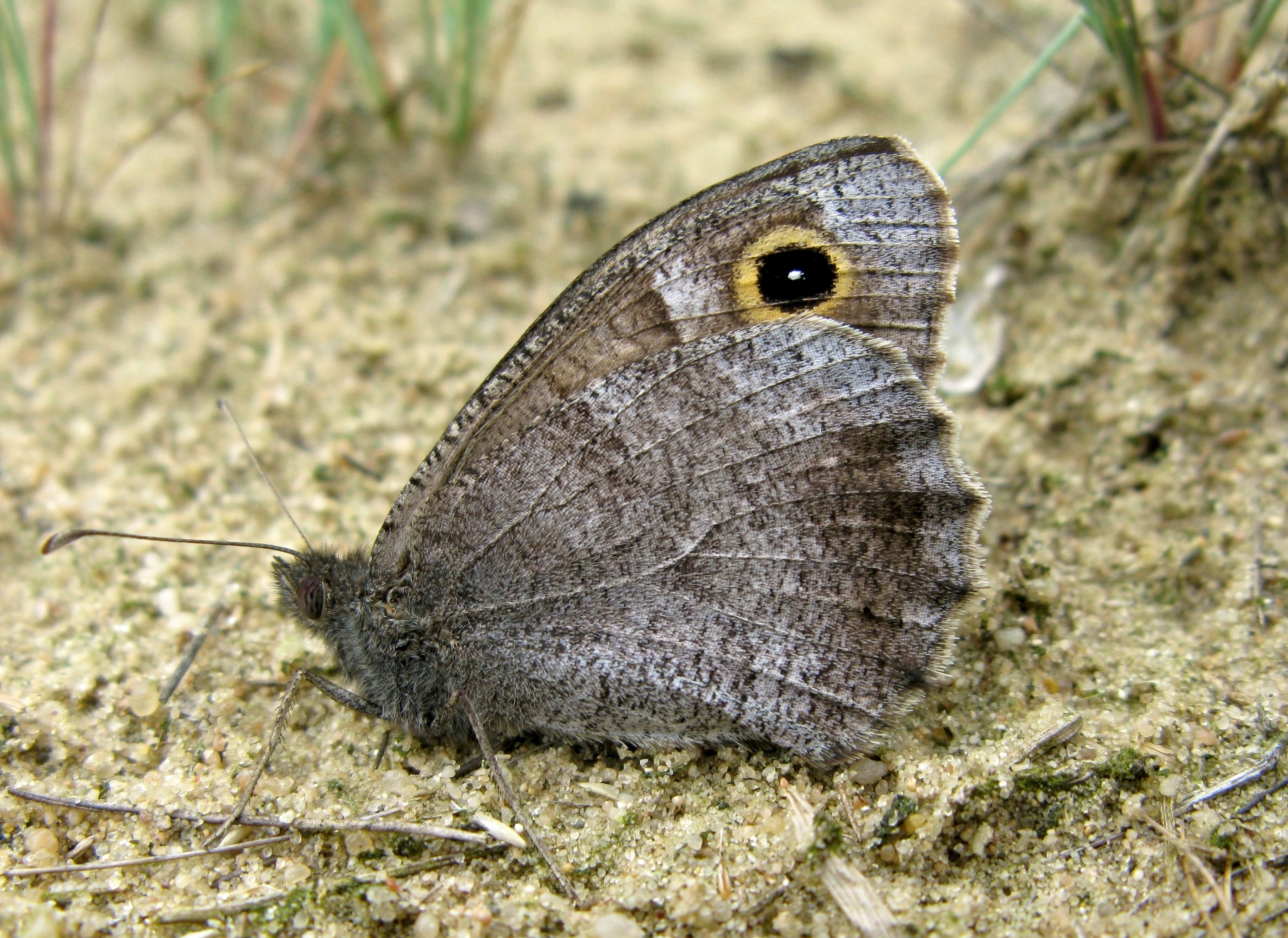 Marian Schut, Gelderland, 21 augustus 2010