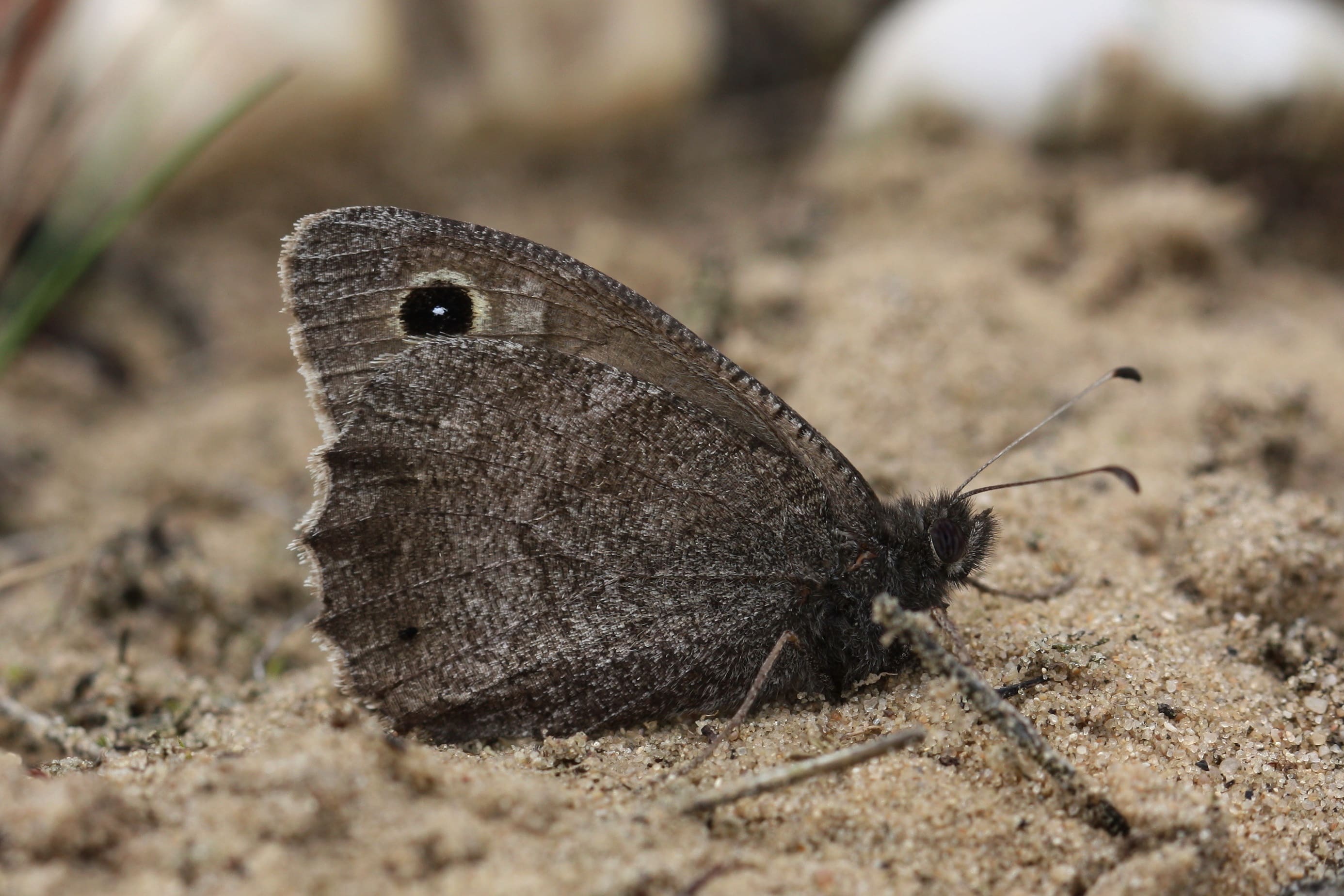 Martijn de Jong, Kootwijkerzand, 27 augustus 2011