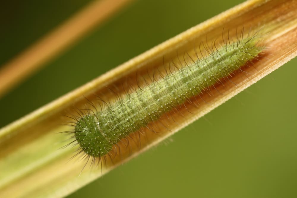 Bert van Rijsewijk, kweek