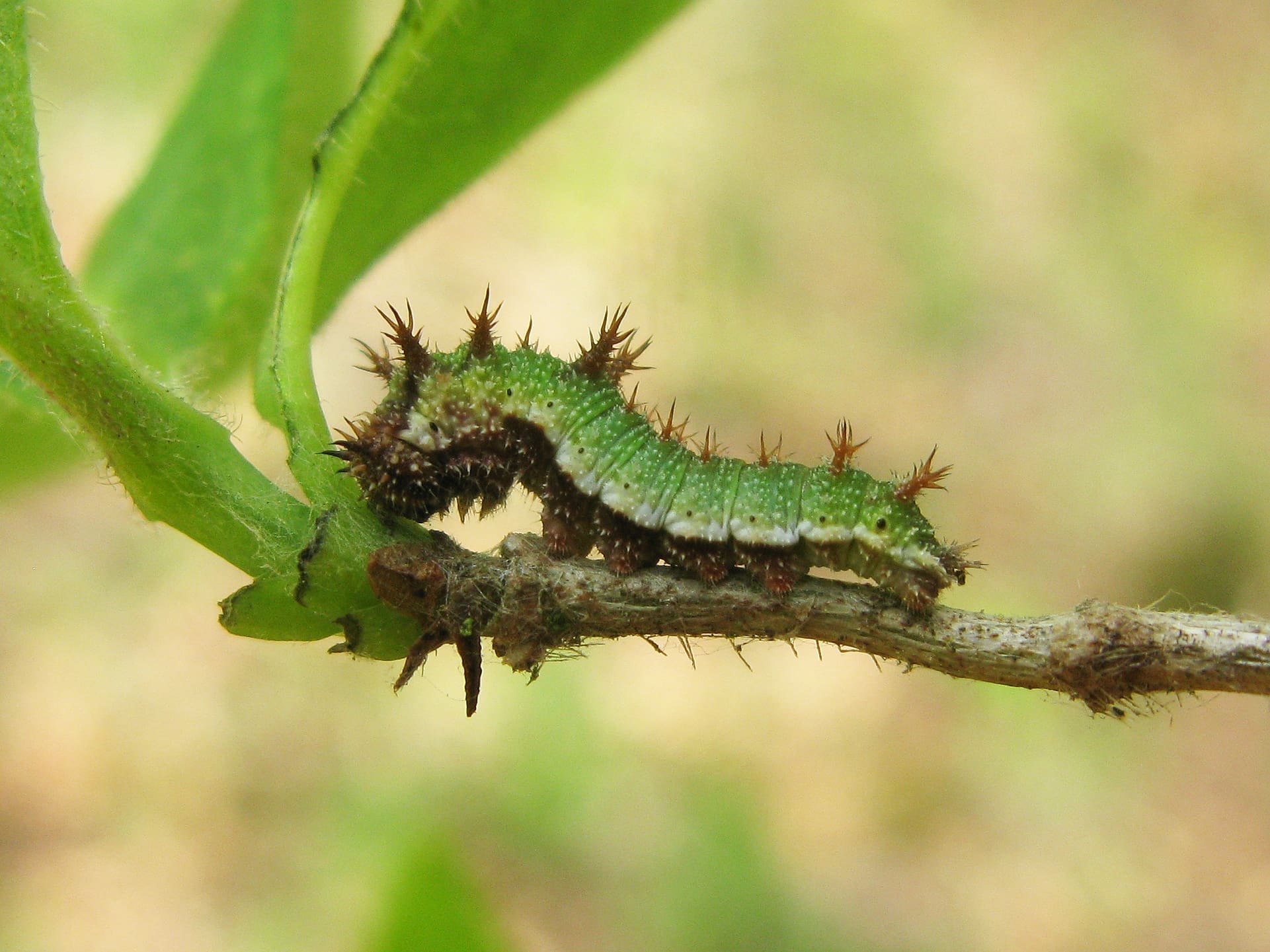 Marian Schut, Leusveld, 22 april 2014