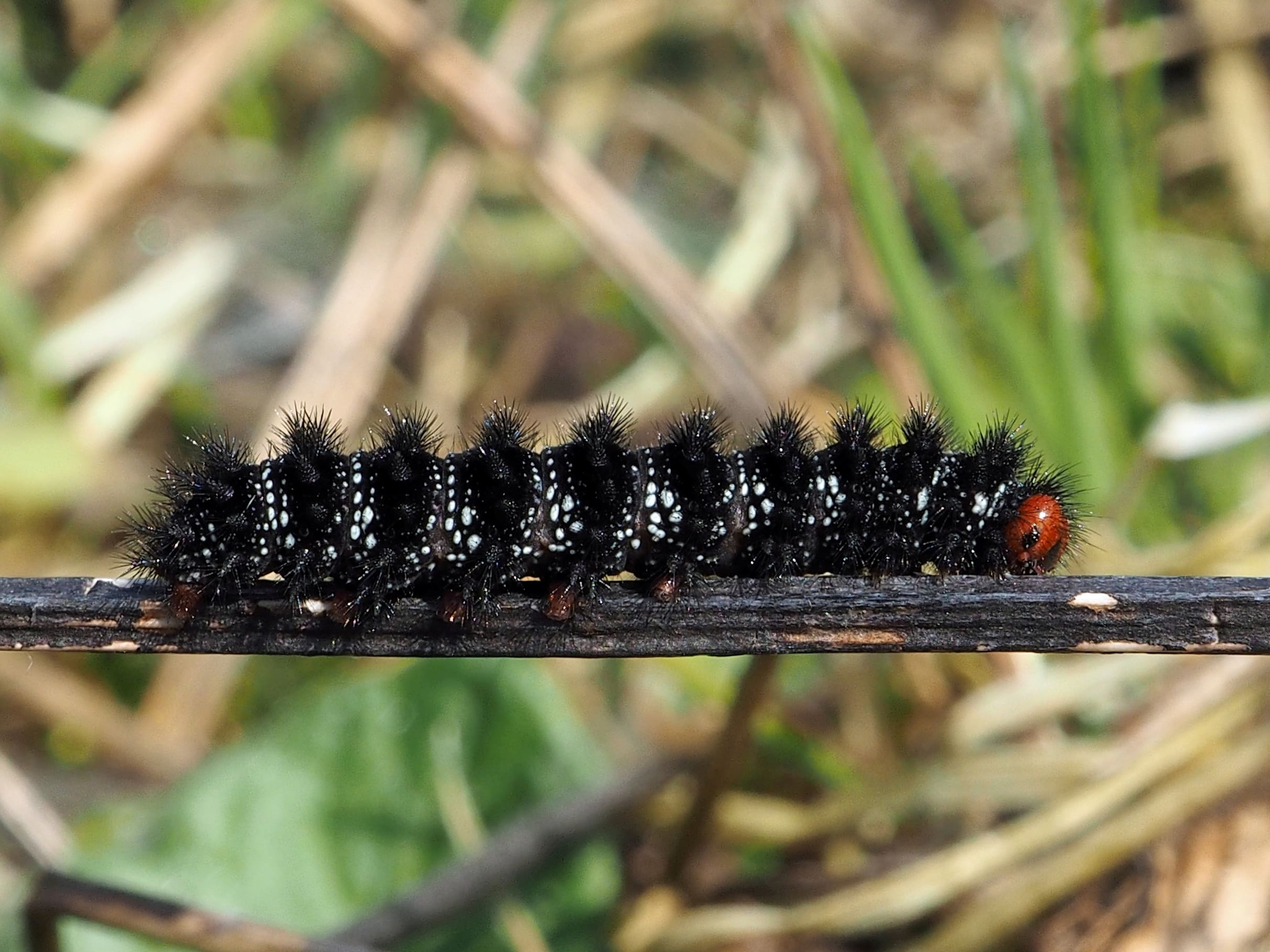 Marian Schut, Noord-Brabant, 16 april 2015