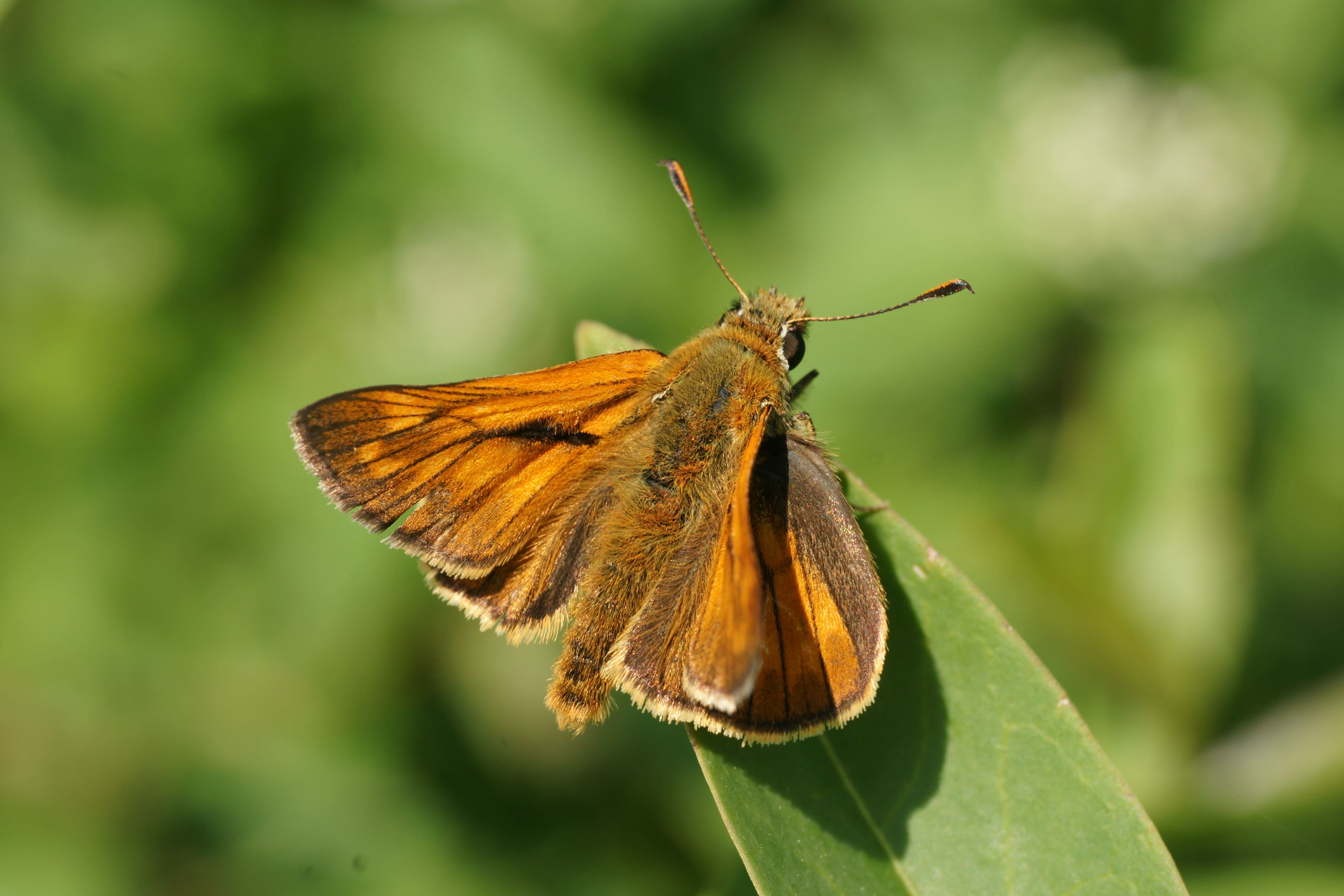 Ben Haven, Zeewolde, 13 juni 2009