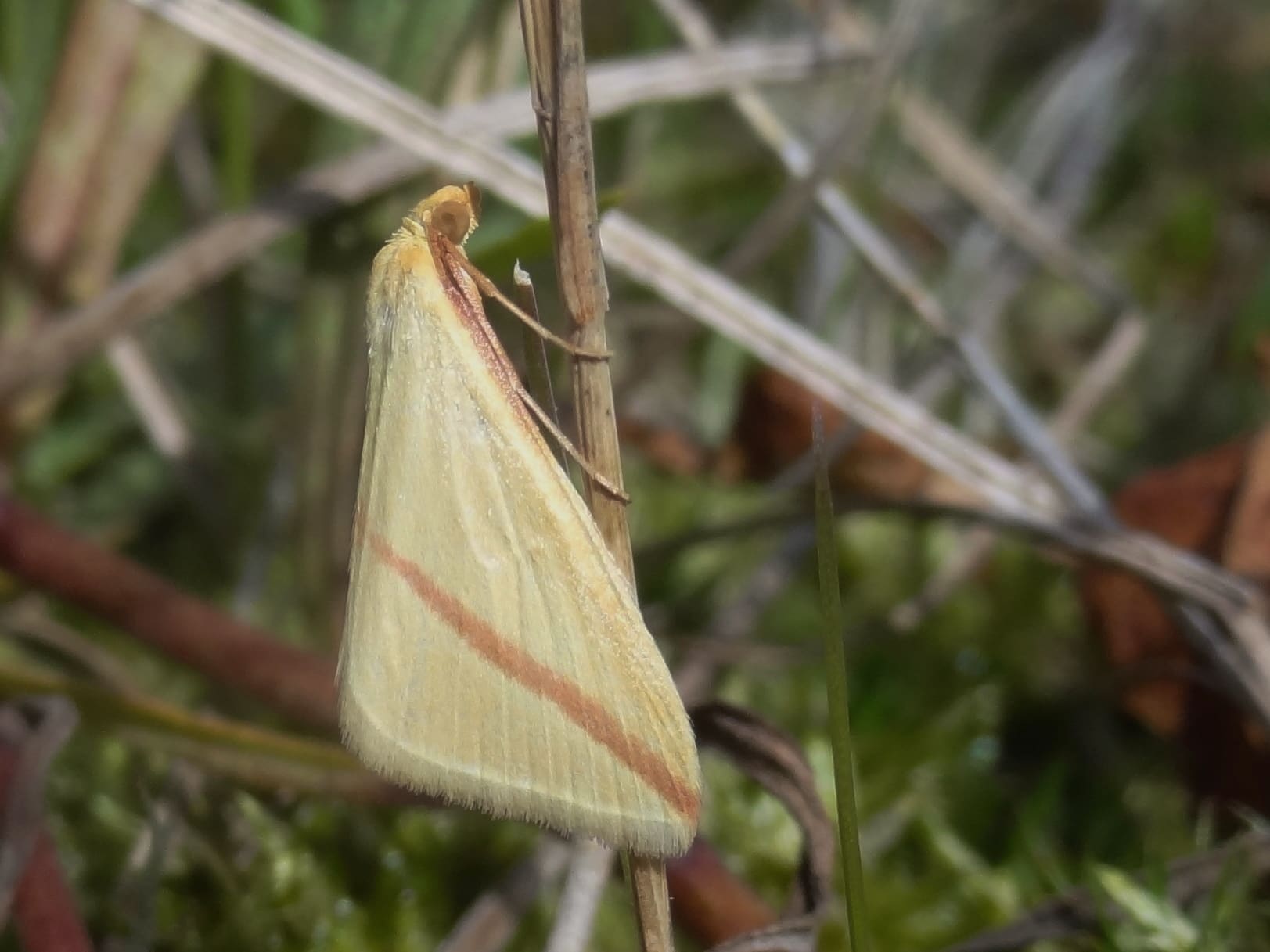 Luc Knijnsberg, duingebied Bergen, 1 september 2015