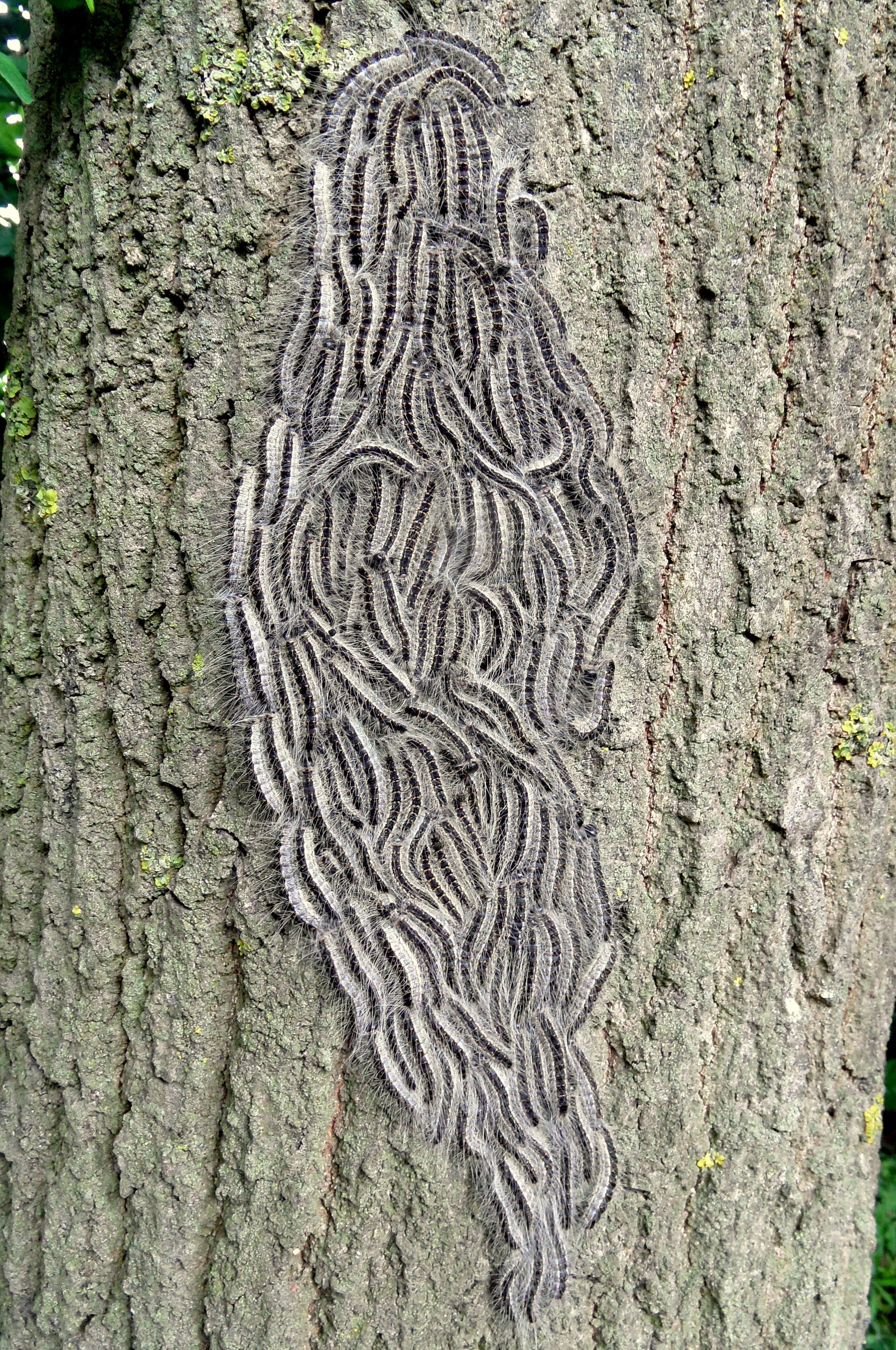 Koos Wingelaar, Houten, 1 juni 2016