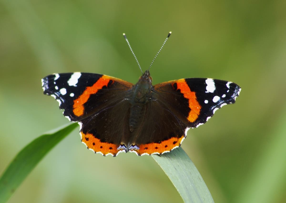 Bram Siertsema, De Wieden, 10 september 2009