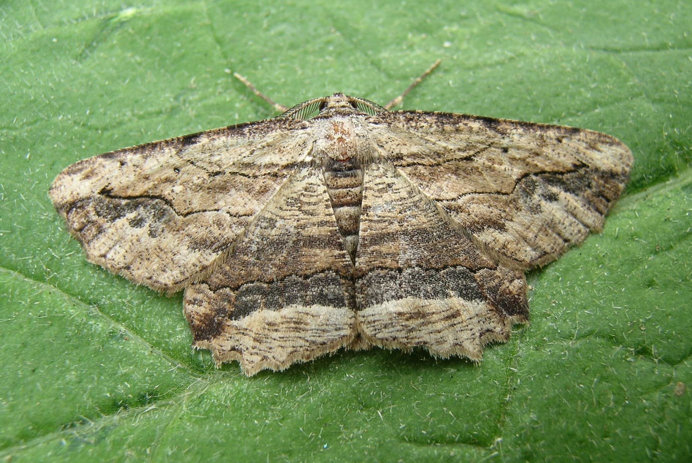 Han Klein Schiphorst, Zuid-Frankrijk