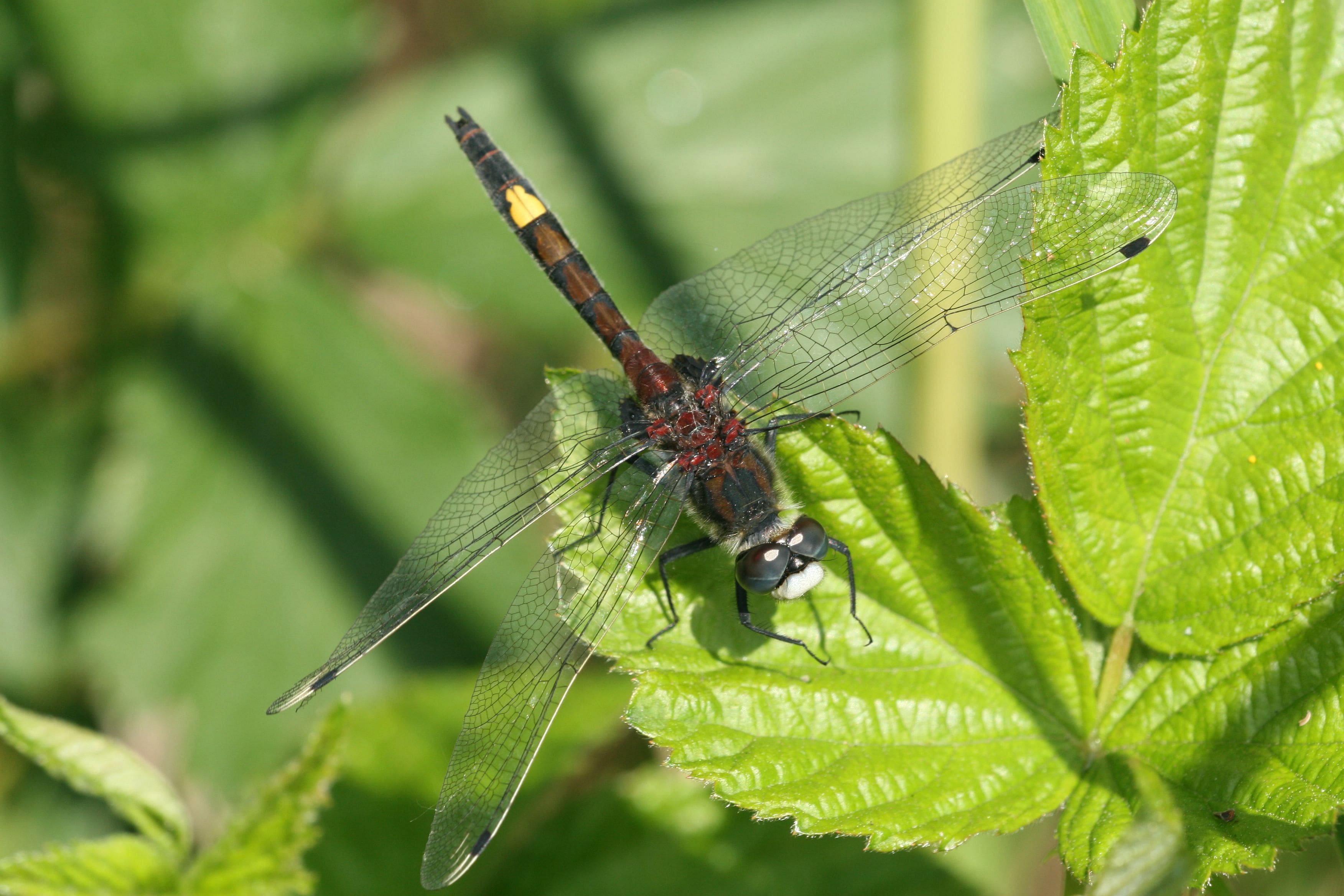 Kim Huskens. Mannetje. Weerribben - 24 mei 2008