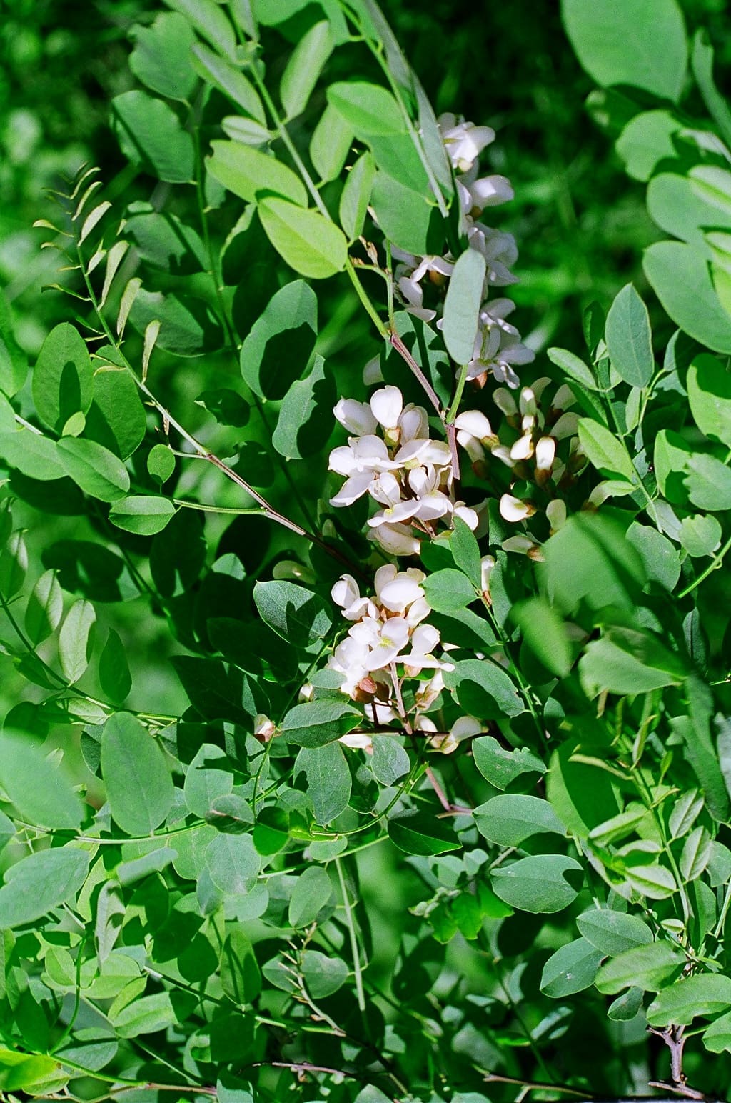Robinia (Robinia) - Vlinderstichting