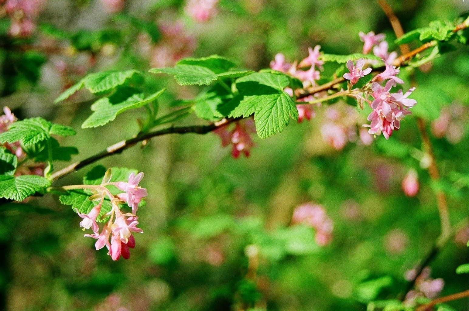 Ribes (Ribes) - Vlinderstichting