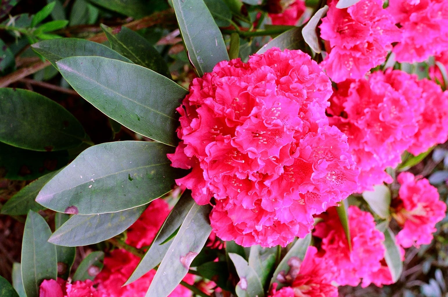 Rododendron (Rhododendron) - Vlinderstichting