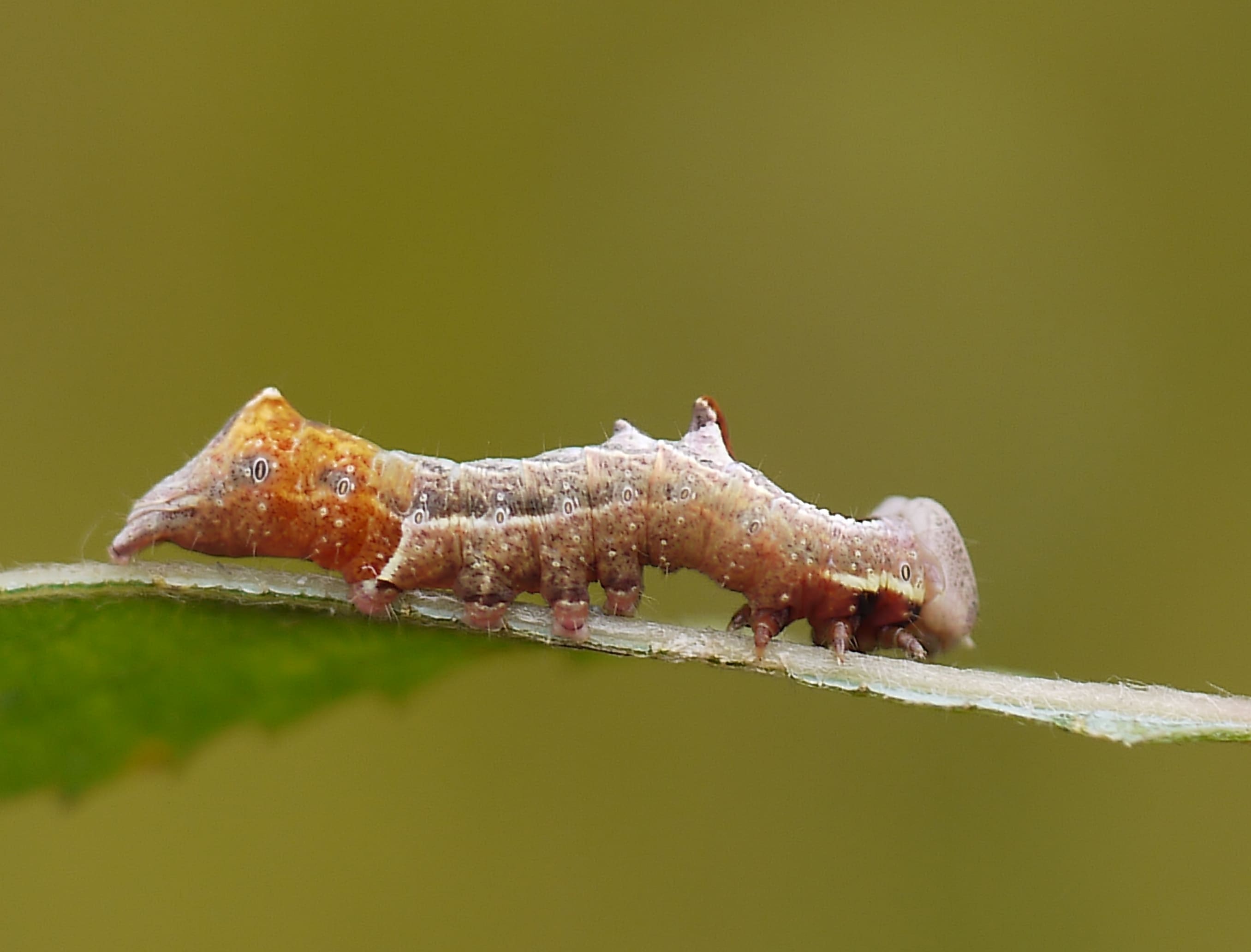 Marianne Vos-Jaspers, Beesel, 25 augustus 2012