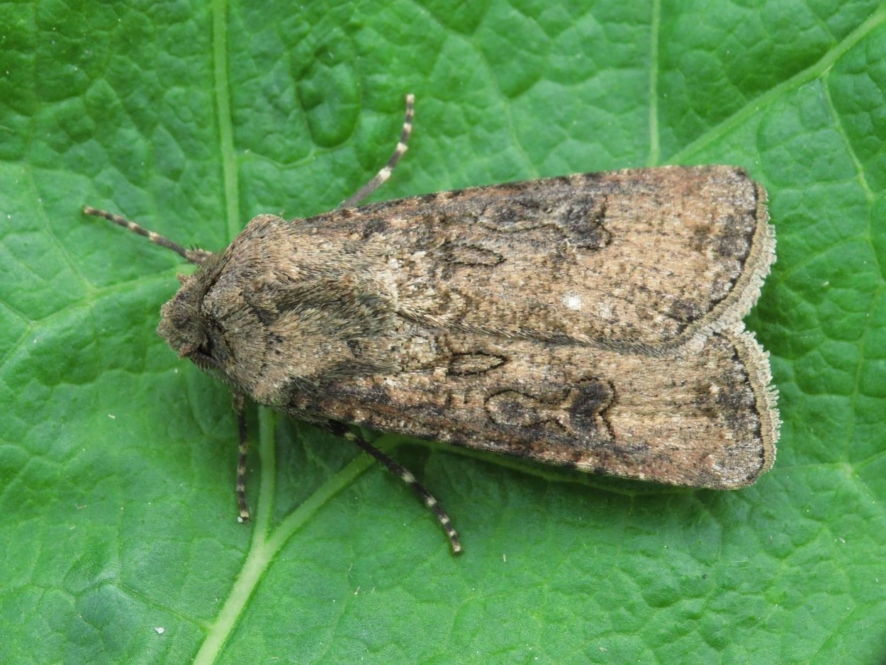 Gewone velduil - Vlinderstichting