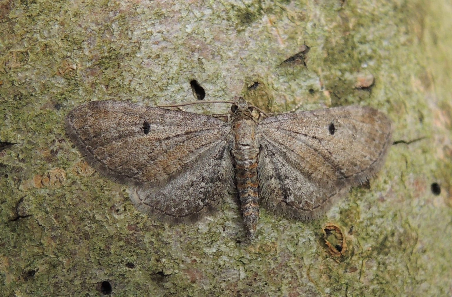 Jackspanner Insect Klokje - Vlinderstichting