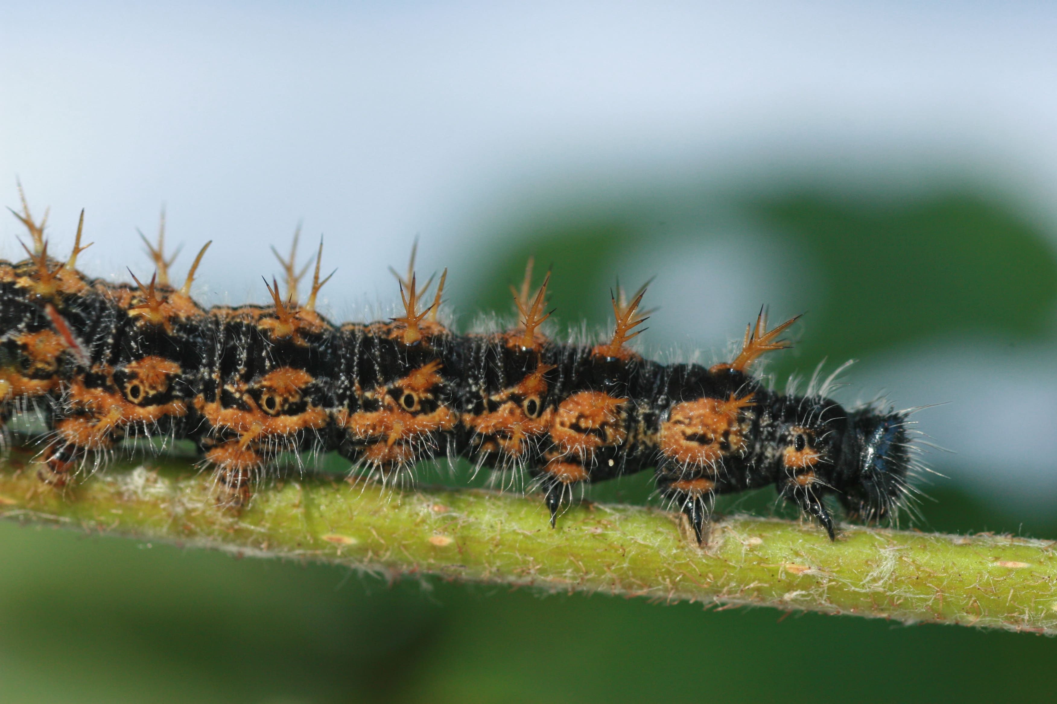 Elma Jacobs, Swifterbant, 4 juni 2011