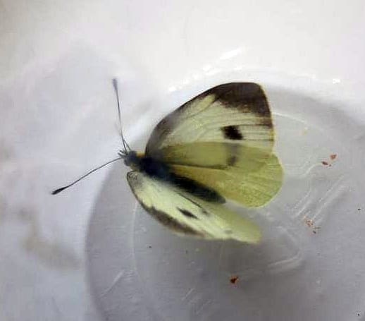 Mariet Prins, Enschede