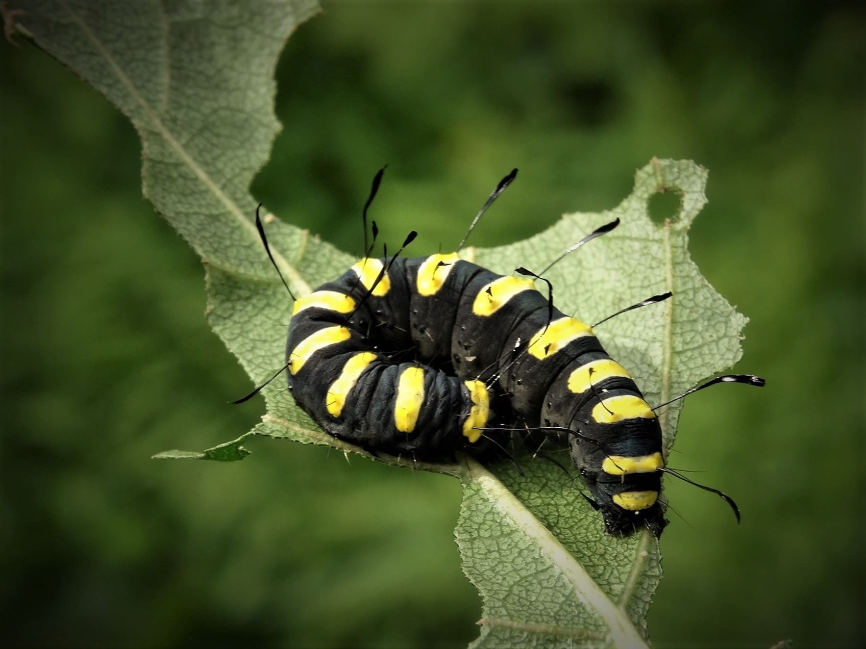 Rups opkweken - Vlinderstichting