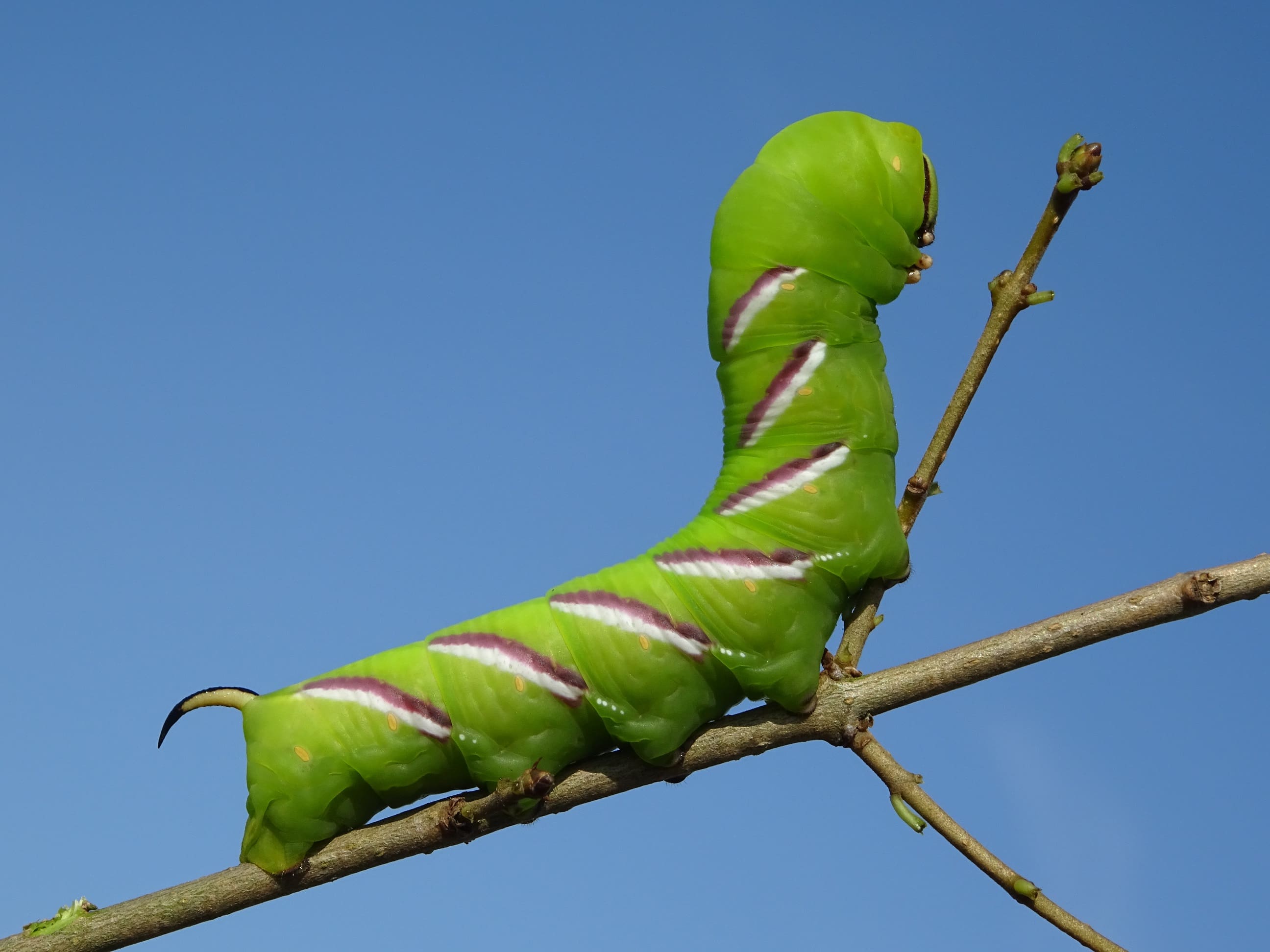 Rupsen in de zomer - Vlinderstichting