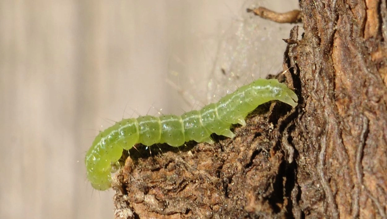 Lichte Rups Hopsnuituil - Vlinderstichting