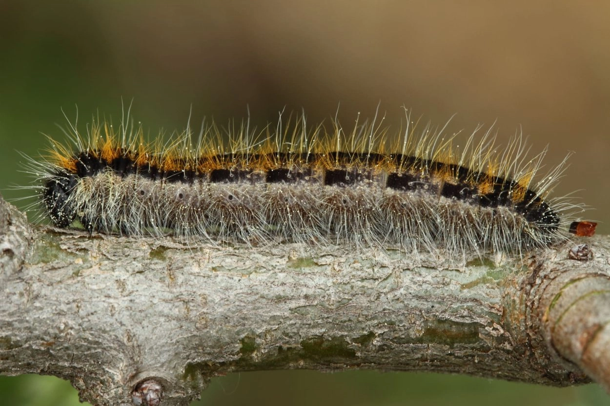 Lichte Rups Groot geaderd witje - Vlinderstichting
