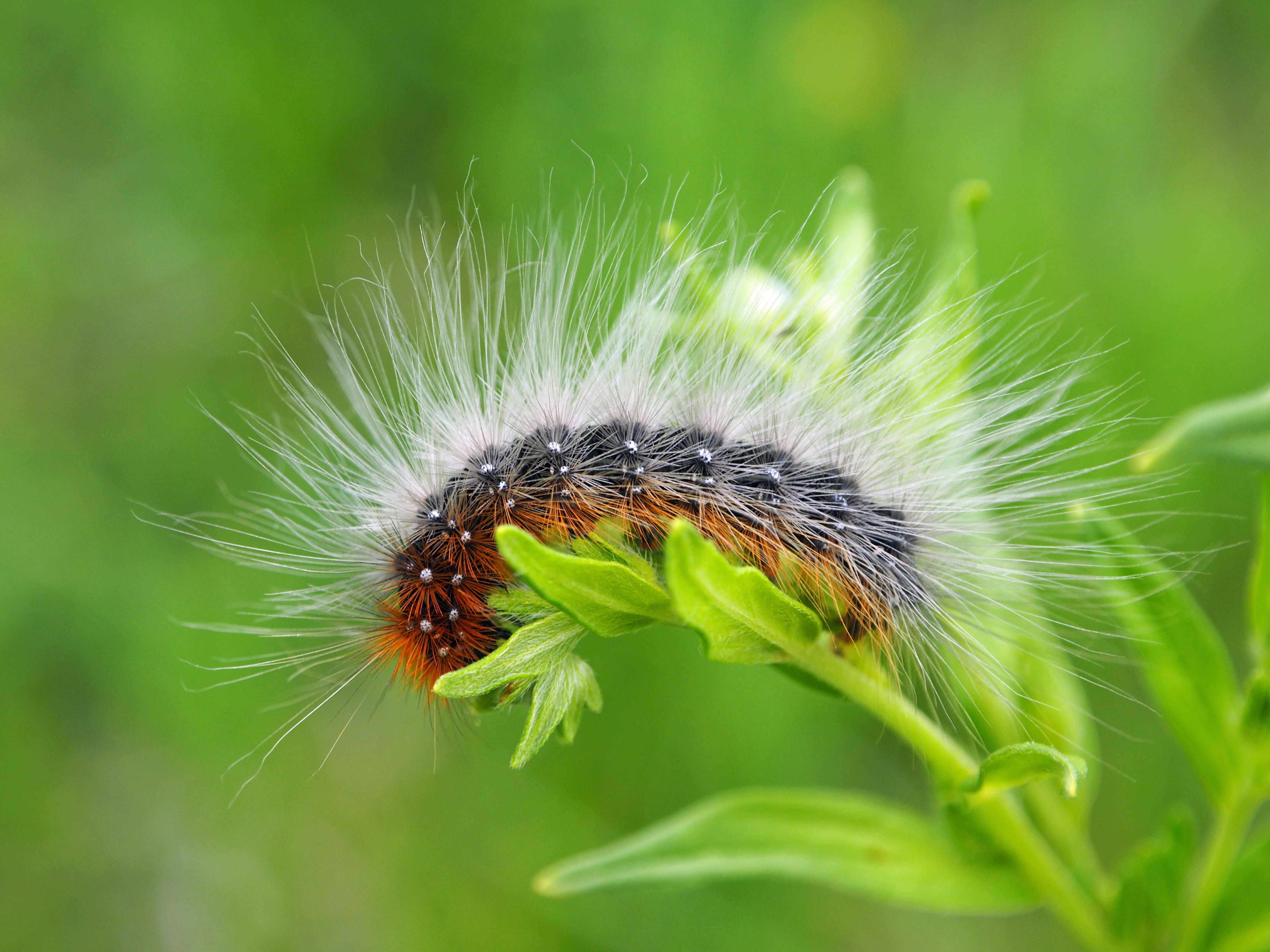 Rupsen in de zomer - Vlinderstichting