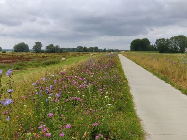 Vlinderstichting afbeelding