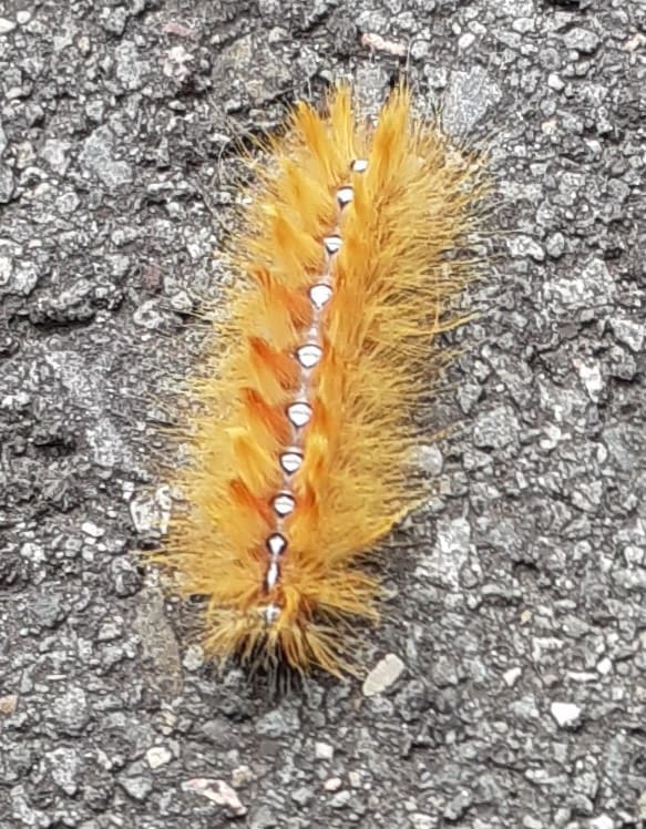 Rupsen in de zomer - Vlinderstichting