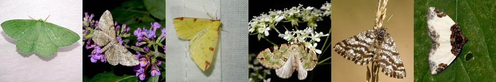 Kars Veling, Jurriën van Deijk