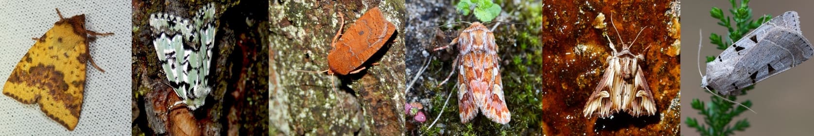 Kars Veling, Jurriën van Deijk