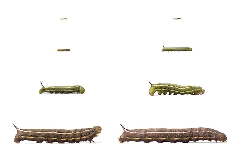 Marlonneke Willemsen