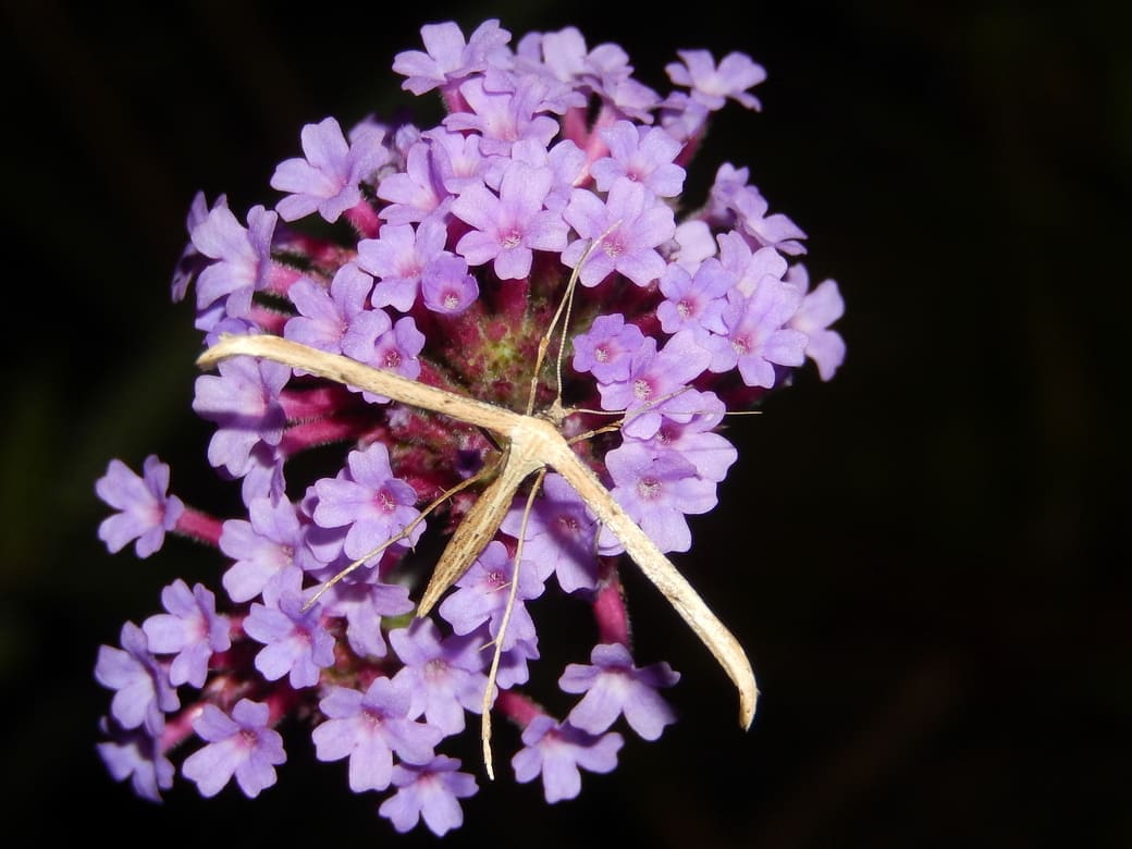 Kars Veling, windevedermot op ijzerhard