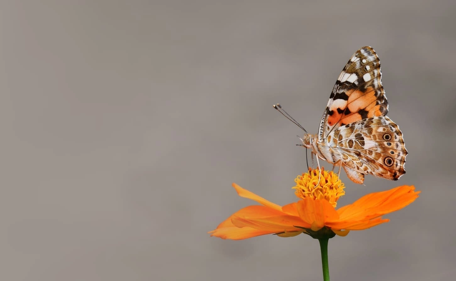 Distelvlinder, Maarten van Enkhuizen