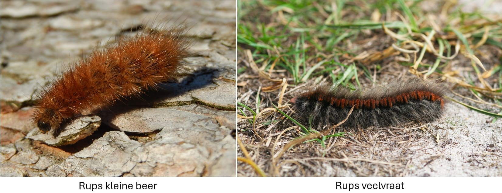 Rupsen op je pad - Vlinderstichting