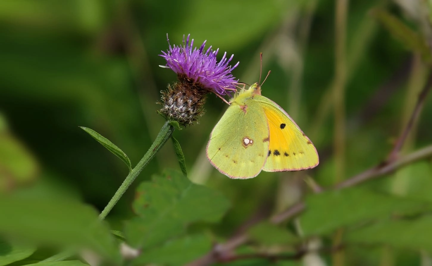 Oranje luzernevlinder, Dick Noordhof