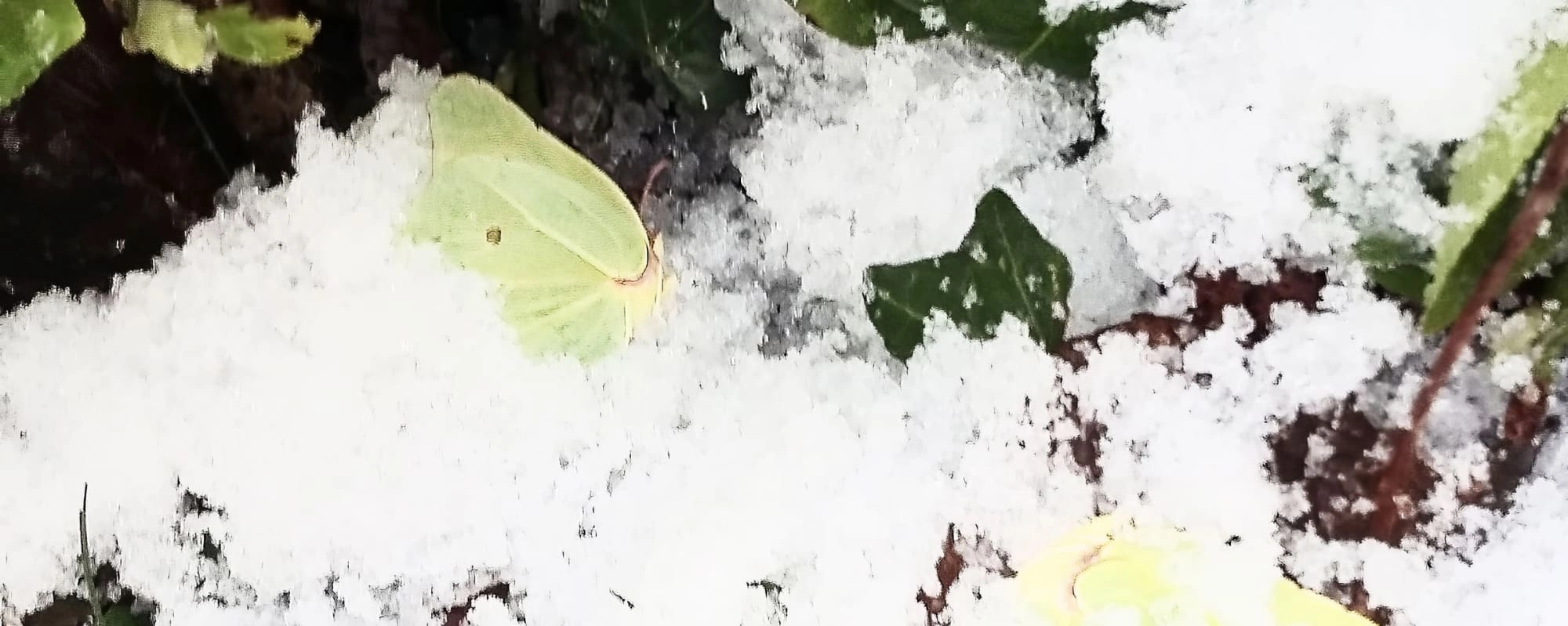 Citroenvlinder in de sneeuw, Karin van Boggelen